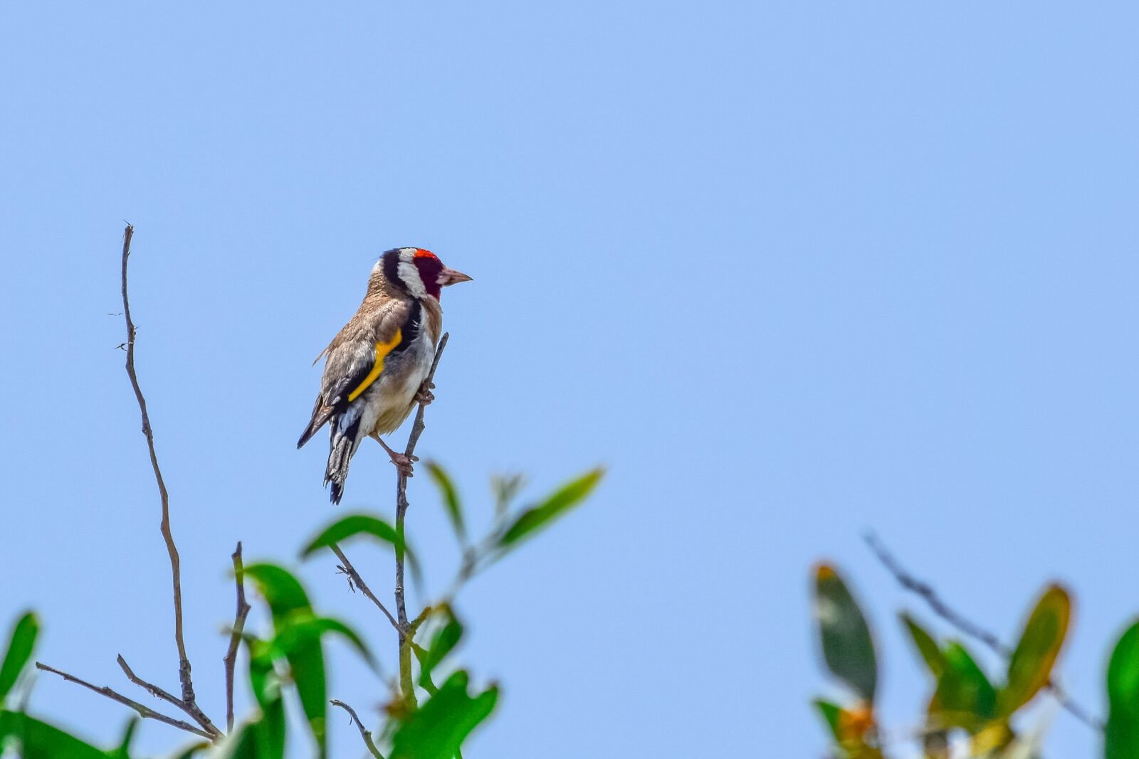 Nikon D3300 sample photo. European goldfinch, bird, nature photography