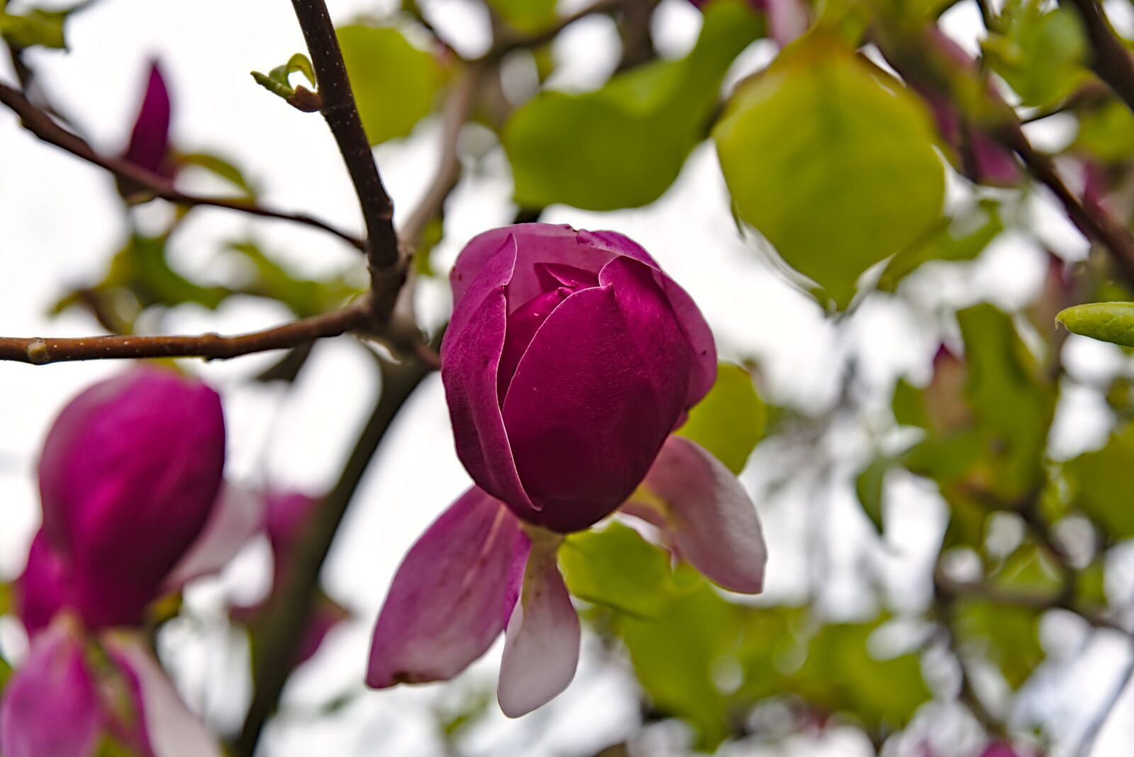 Nikon D750 sample photo. Magnolia, blossom, bloom photography