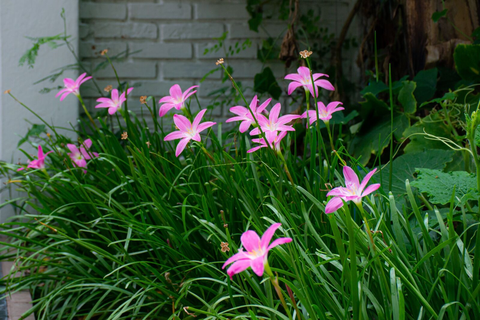 Nikon D3100 sample photo. Macro, sunlight, flower garden photography