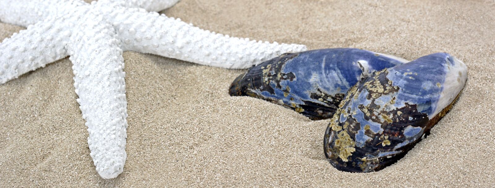 Nikon D7100 sample photo. Shell, mussel, starfish photography