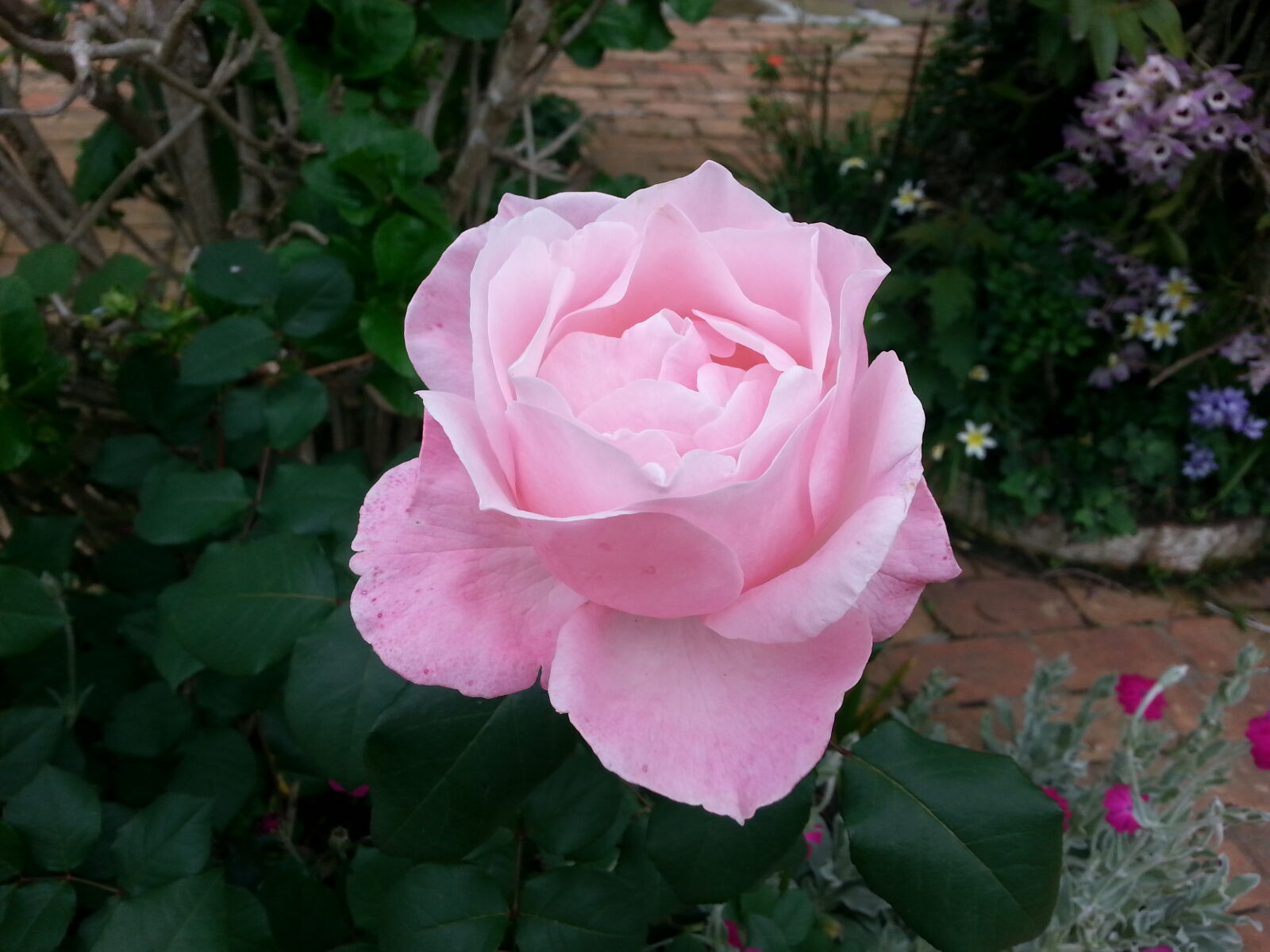 Samsung Galaxy S3 sample photo. Pink, rose, rose photography
