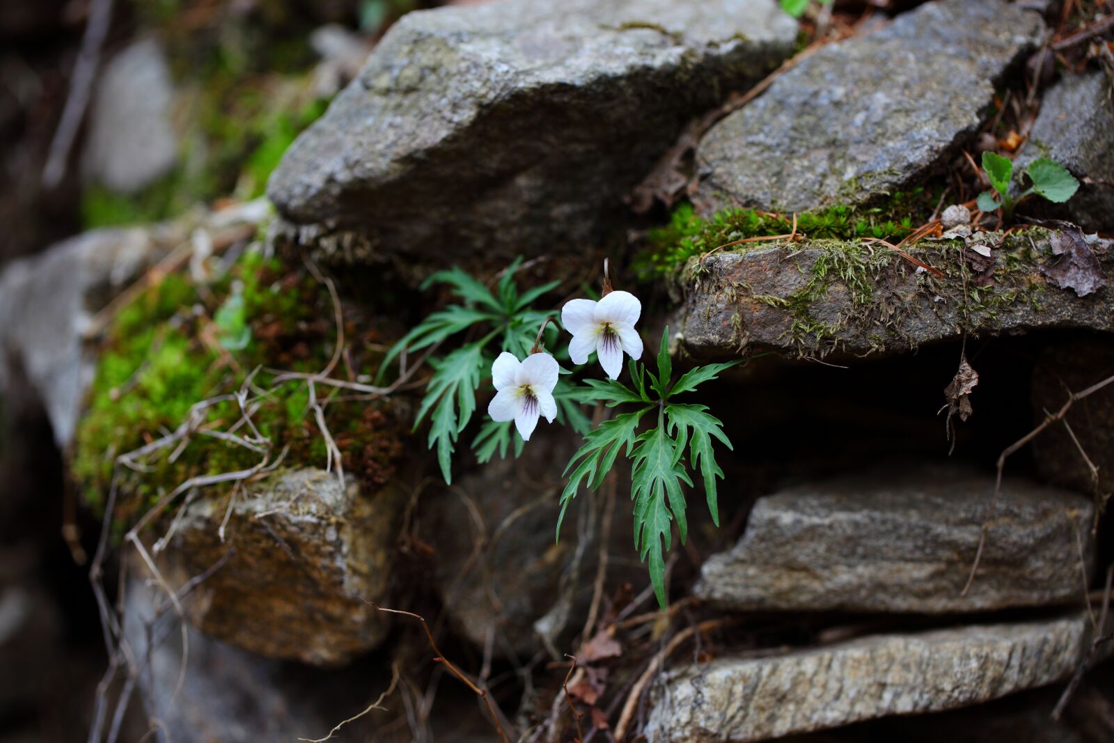 Canon EOS 5D Mark II sample photo. Nature, plants, wood photography