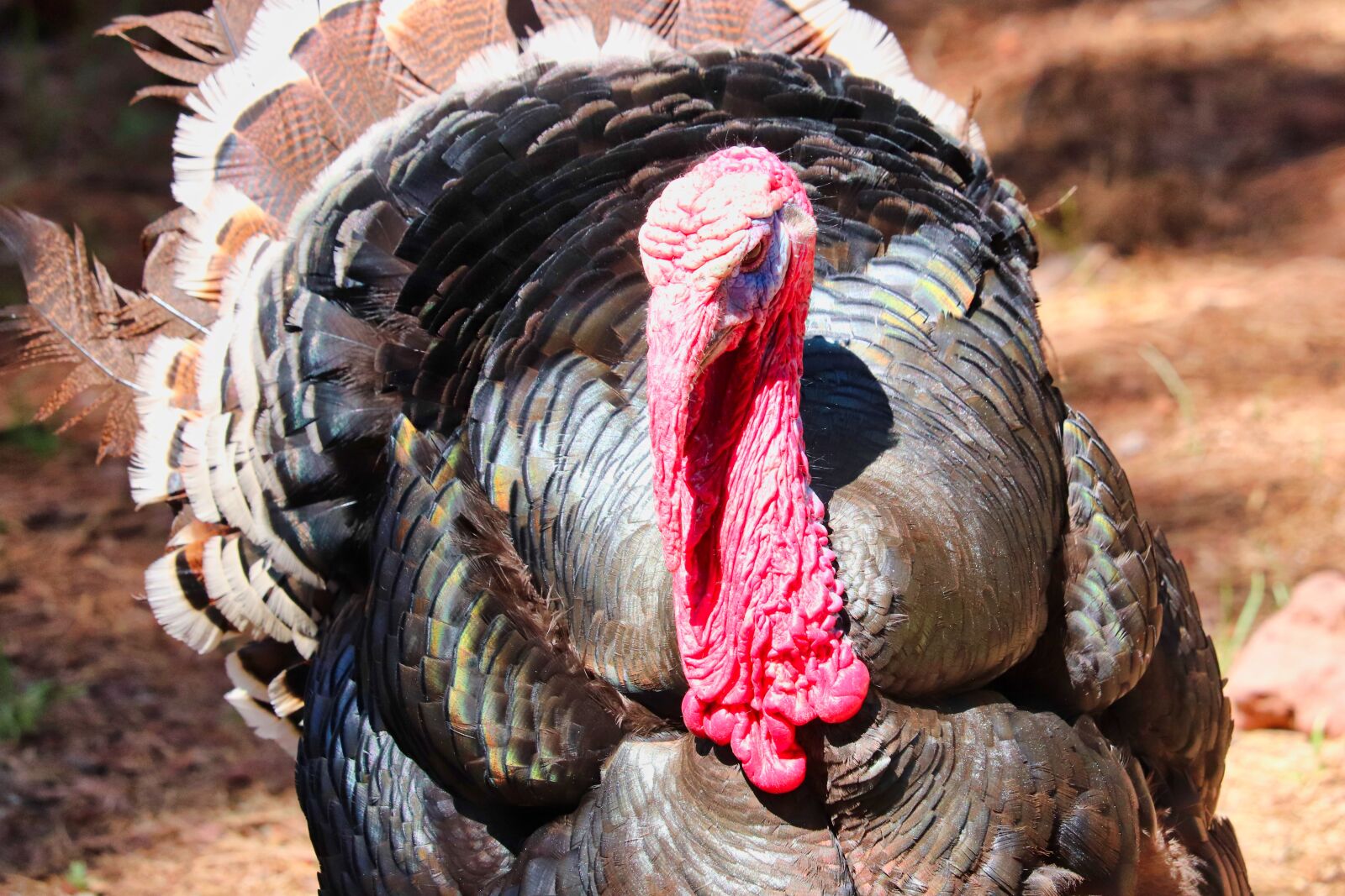 Canon EOS 200D (EOS Rebel SL2 / EOS Kiss X9) sample photo. Turkey, wild, bird photography