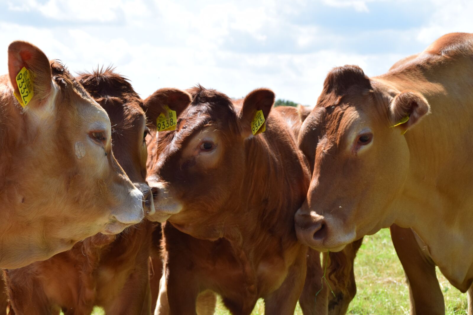 Nikon D3300 sample photo. Cow, cows, cattle photography