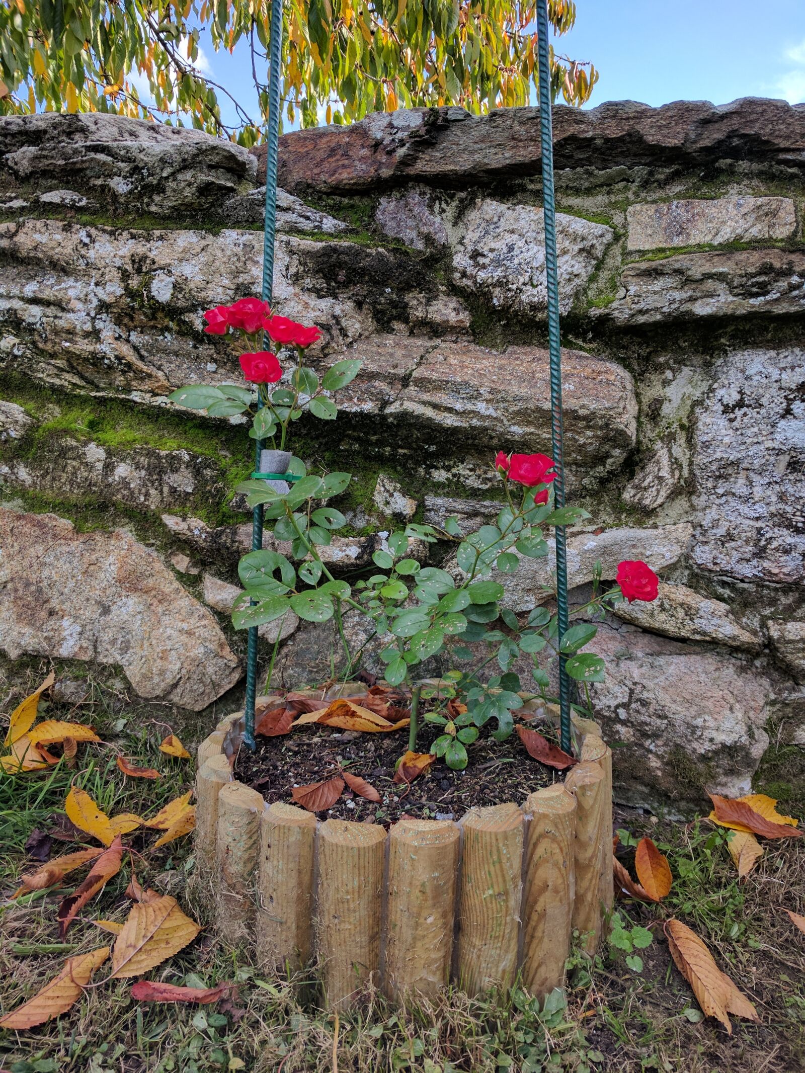 LG Nexus 5X sample photo. Rosebush, flowers, decoration photography