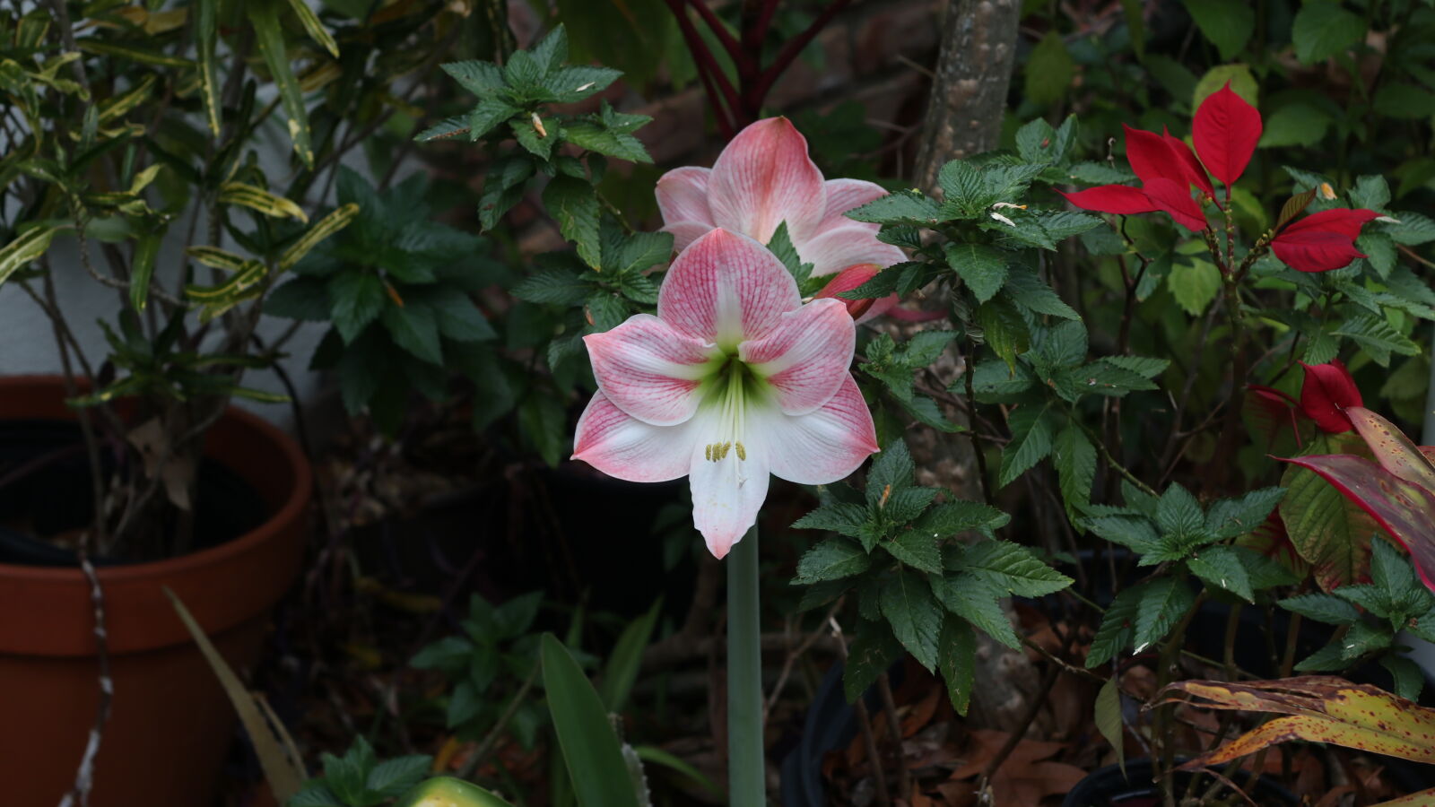 Canon EOS 80D sample photo