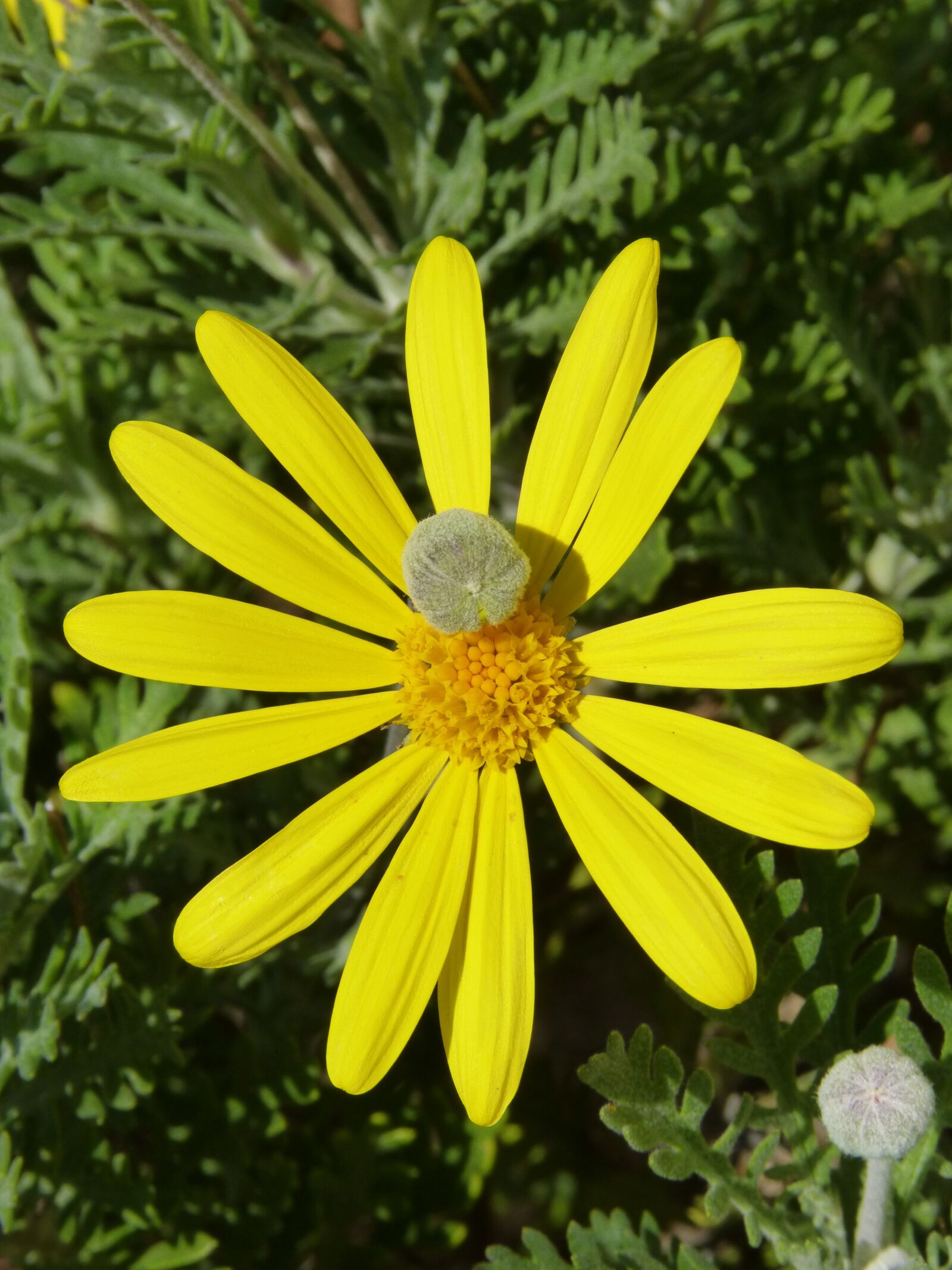 Panasonic DMC-FZ62 sample photo. Daisy, yellow flower, cocoon photography