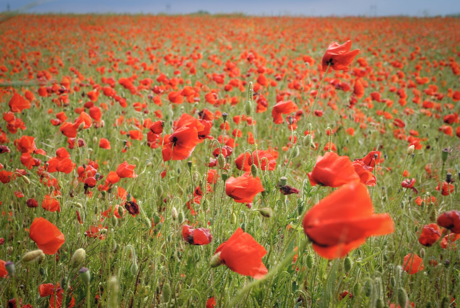Nikon D3000 sample photo. Poppy, red, flowers photography