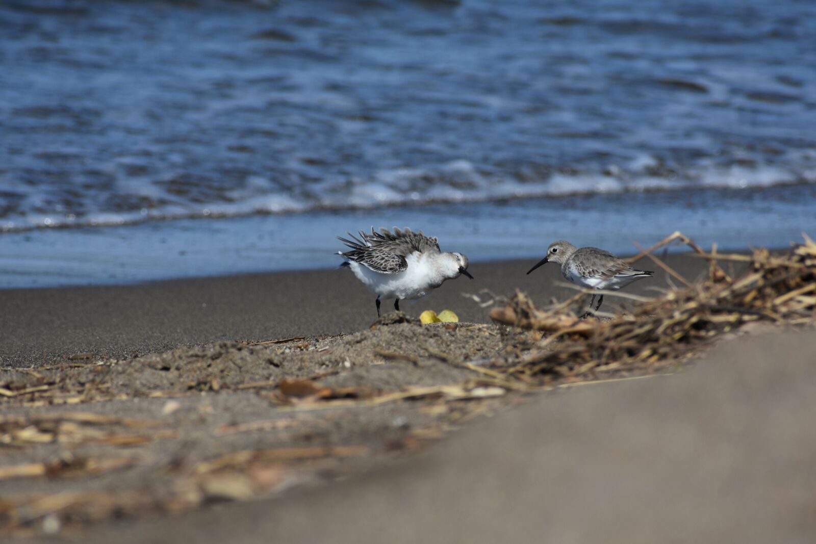 Nikon D7200 sample photo. Animal, sea, beach photography