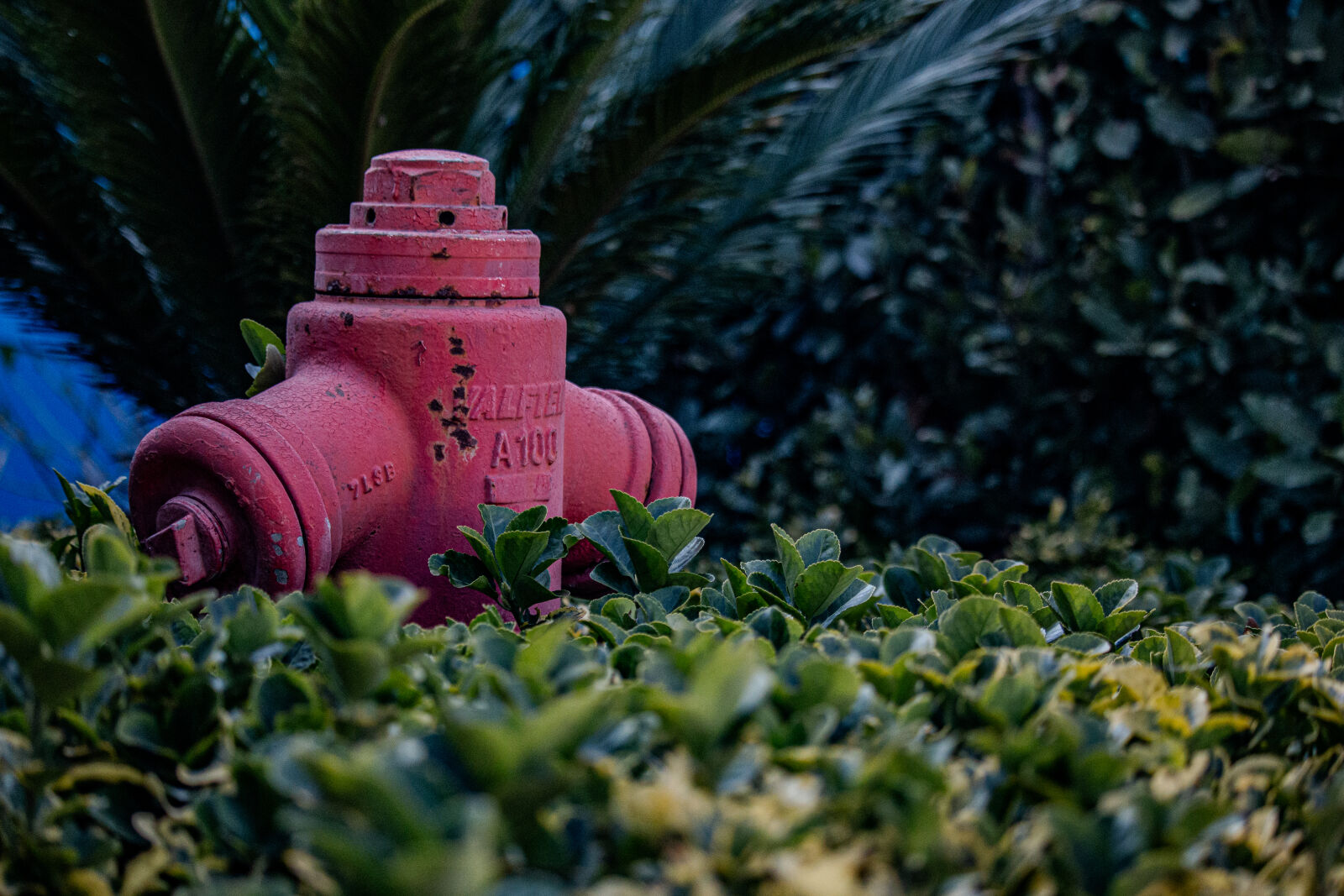 Canon EF-S 55-250mm F4-5.6 IS STM sample photo. Florya yang n muslu photography
