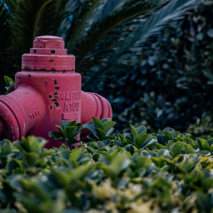 Canon EF-S 55-250mm F4-5.6 IS STM sample photos - ExploreCams