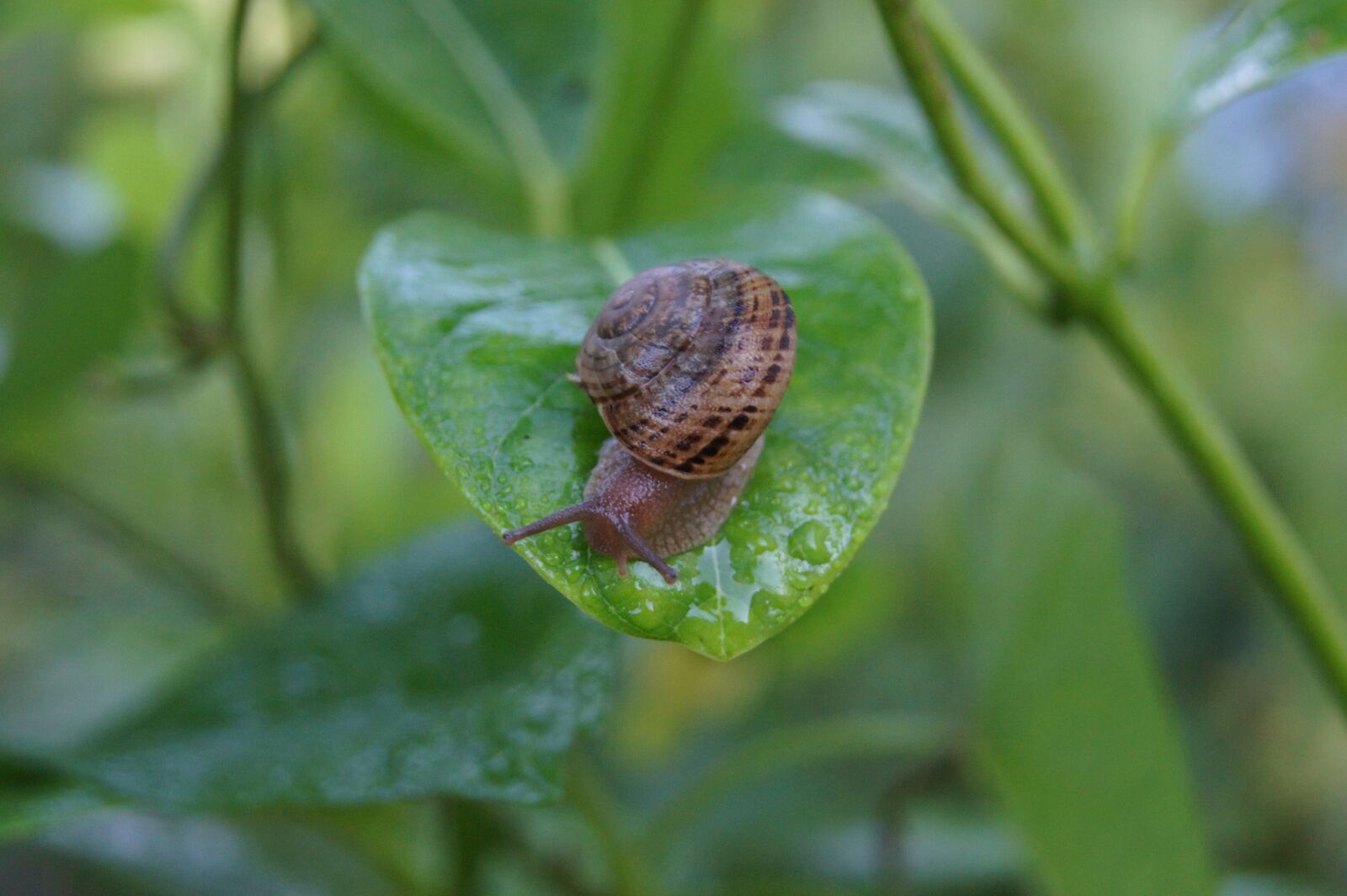 Sony Alpha DSLR-A550 sample photo. Snail, creature, garden photography