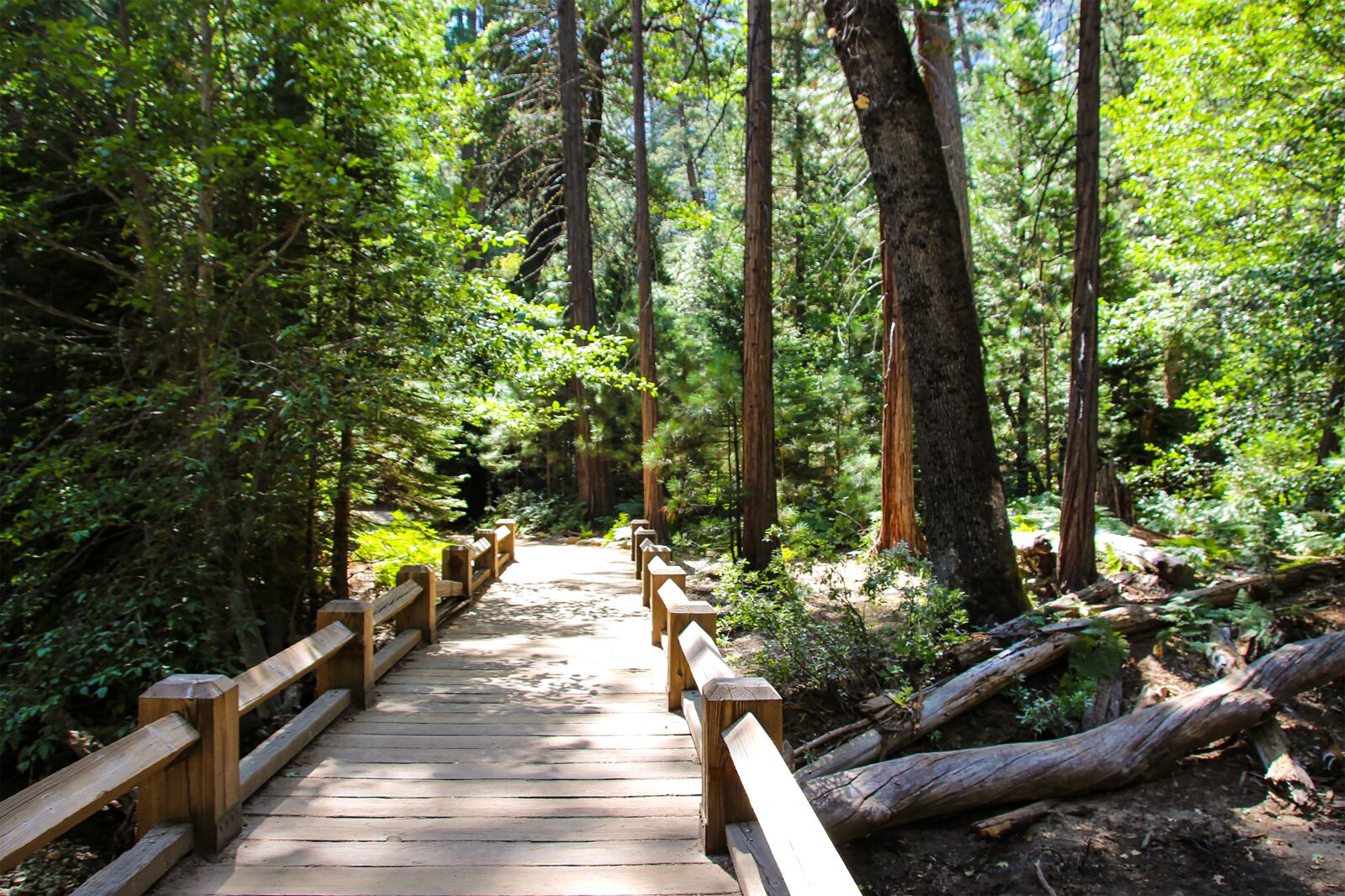 Canon EOS 600D (Rebel EOS T3i / EOS Kiss X5) sample photo. Bridge, forest, yosemite photography