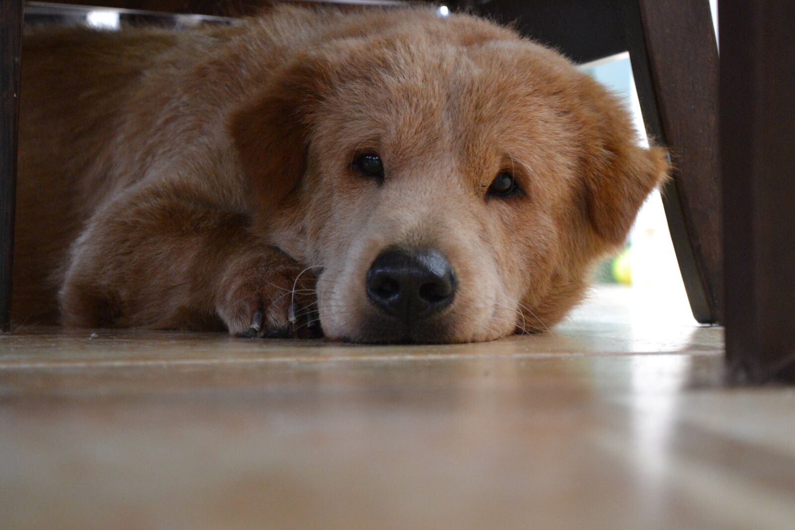 Nikon D3100 sample photo. Dog, sad, cute photography
