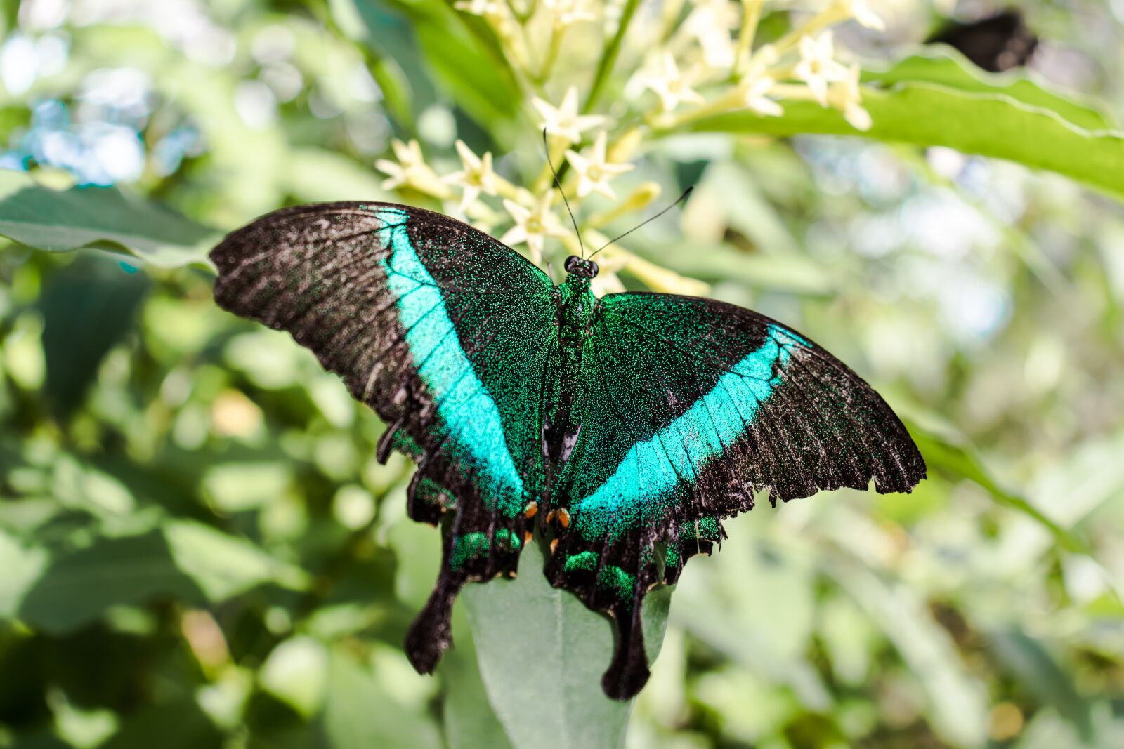 Canon EOS 200D (EOS Rebel SL2 / EOS Kiss X9) sample photo. Butterfly, macro, nature photography