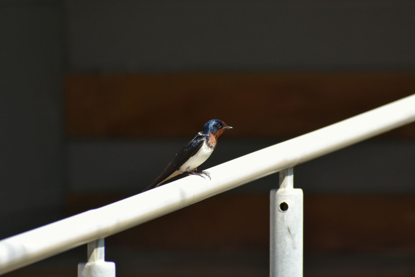Nikon D7200 sample photo. Animal, bird, wild birds photography