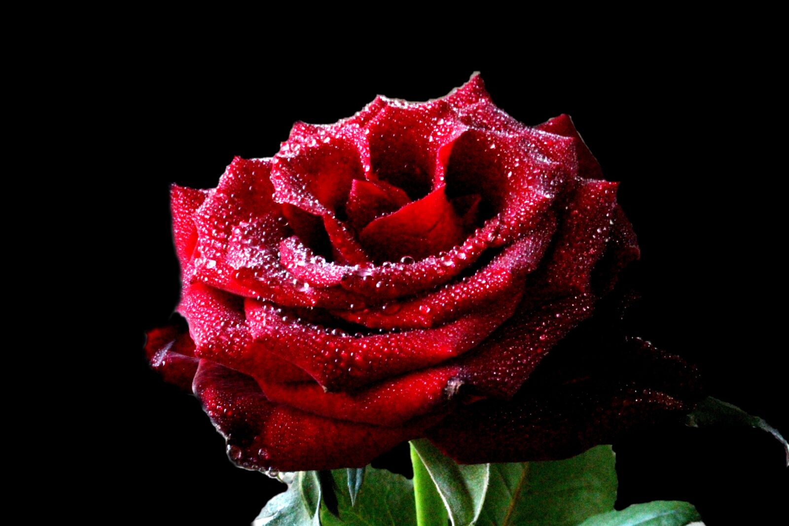 Canon EOS 700D (EOS Rebel T5i / EOS Kiss X7i) sample photo. Flower, rose, rose petals photography