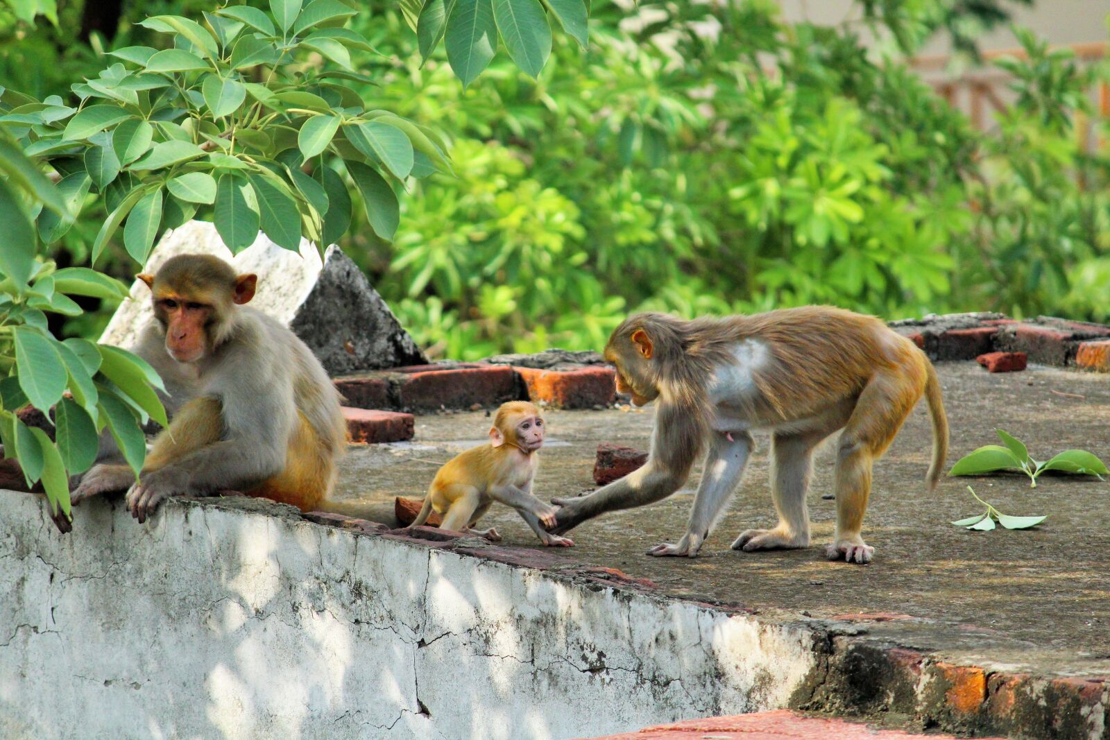 Canon EOS 1300D (EOS Rebel T6 / EOS Kiss X80) sample photo. Monkey, wildlife, wild photography