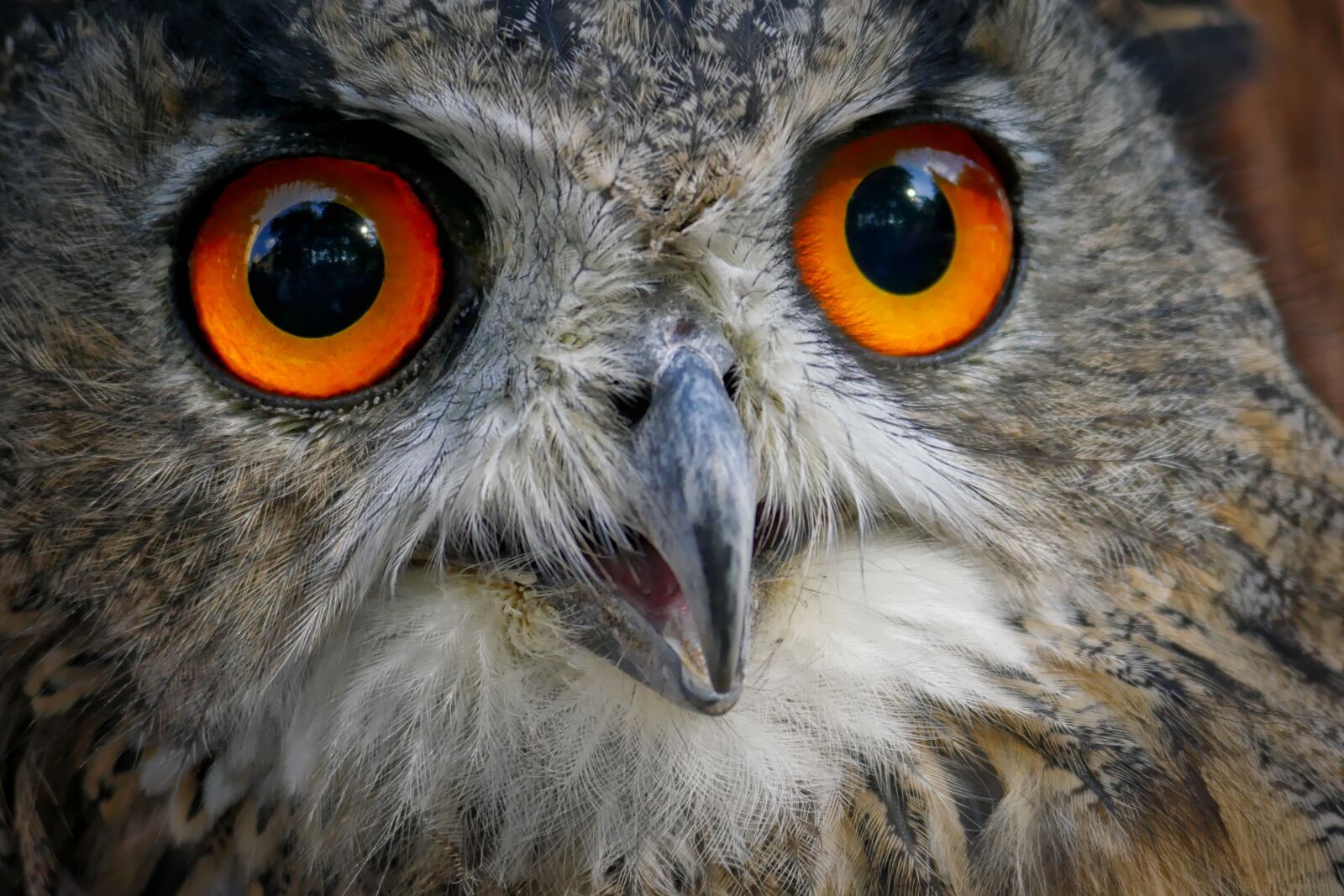 Panasonic Lumix DMC-GX8 sample photo. Eagle owl, eyes, plumage photography