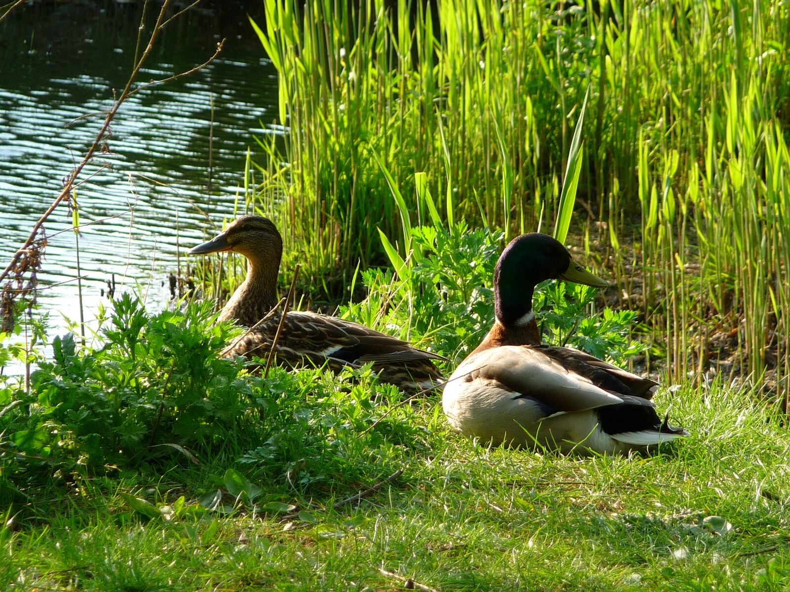 Panasonic Lumix DMC-TZ5 sample photo. Ducks, animals, birds photography