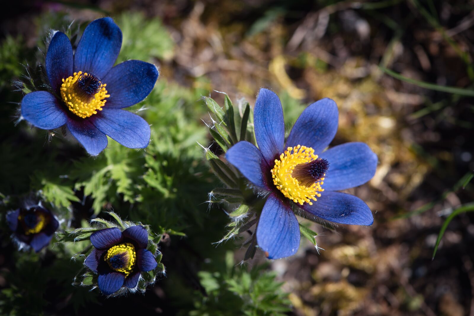 Nikon D750 sample photo. Anemone, blue, flower photography