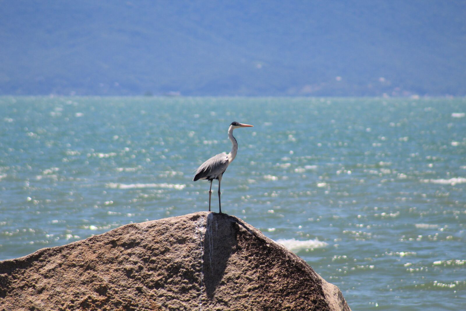 Canon EOS 1300D (EOS Rebel T6 / EOS Kiss X80) sample photo. Gar a-moura aquatic birds photography