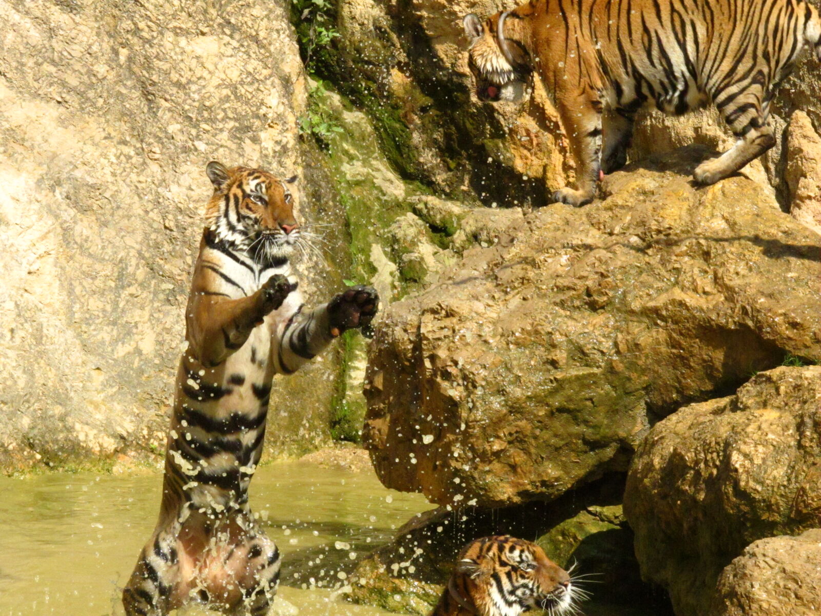 Canon PowerShot G11 sample photo. Thailand, tiger, wild, animals photography