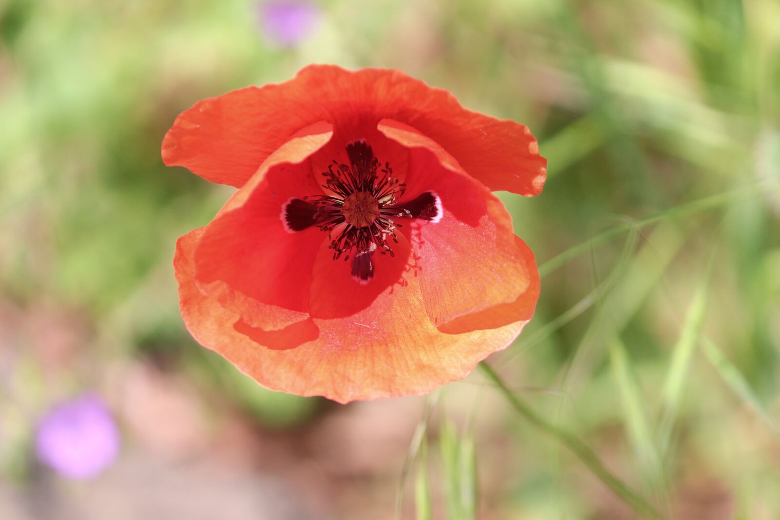 Canon EOS 200D (EOS Rebel SL2 / EOS Kiss X9) sample photo. Poppy, poppy flower, klatschmohn photography