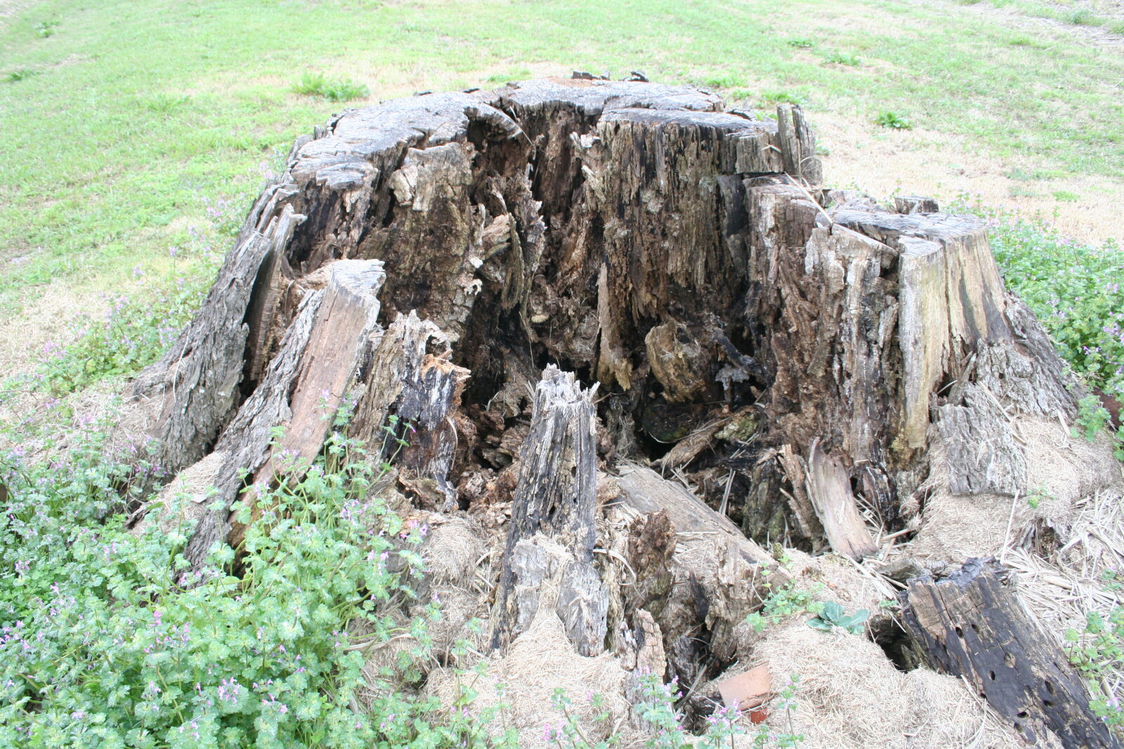 Canon EOS 350D (EOS Digital Rebel XT / EOS Kiss Digital N) sample photo. Rotten, tree, stump photography
