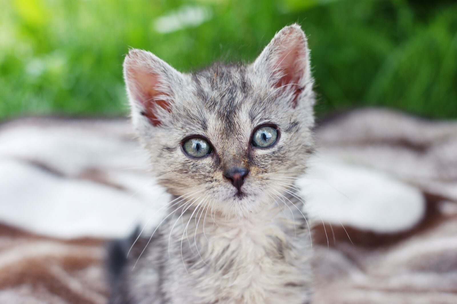 Sony Alpha DSLR-A390 sample photo. Dart, kitten, a member photography