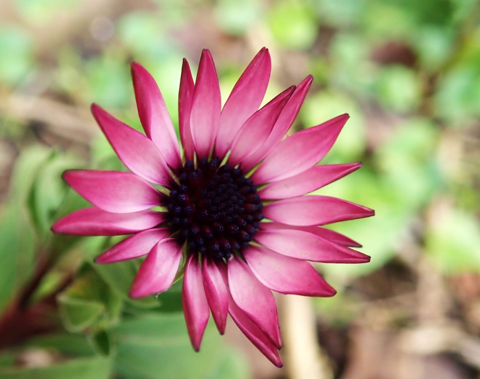 Olympus TG-5 sample photo. Flower, pink, daisy photography