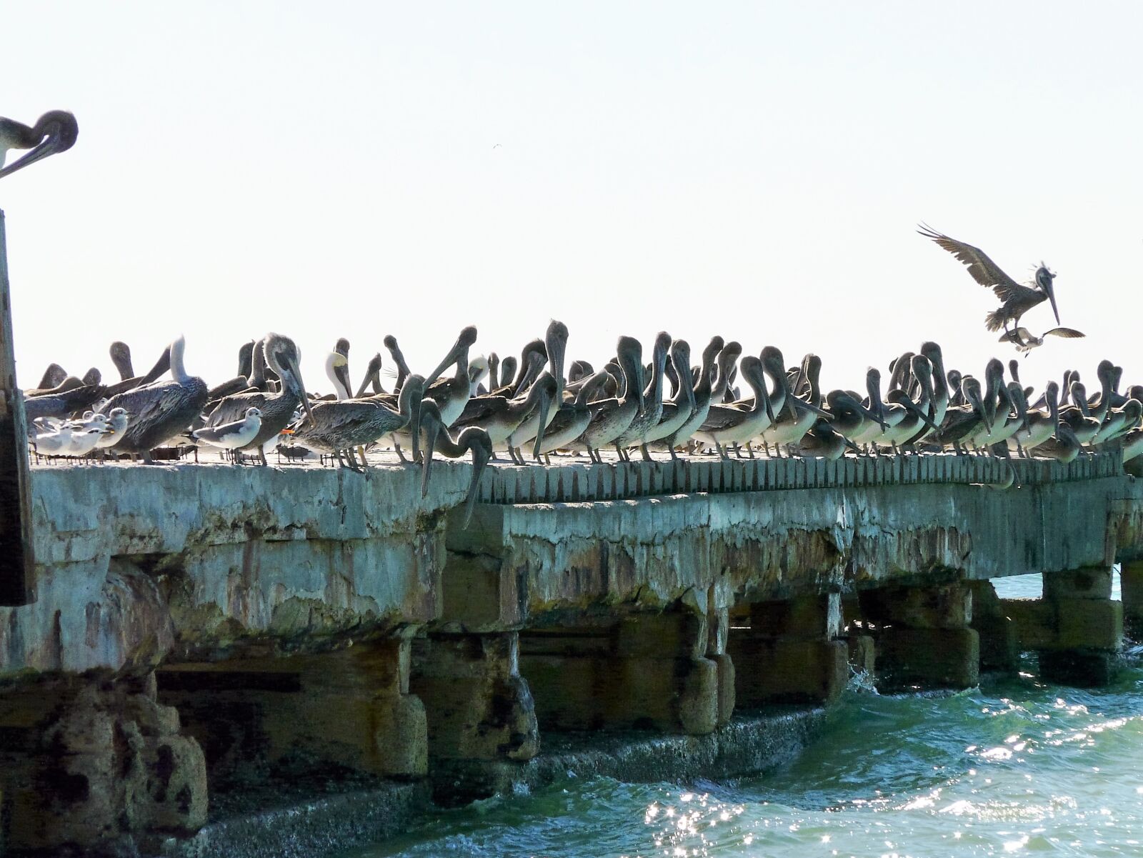 Panasonic DMC-FZ18 sample photo. Animals, pelicans, waterfowl photography
