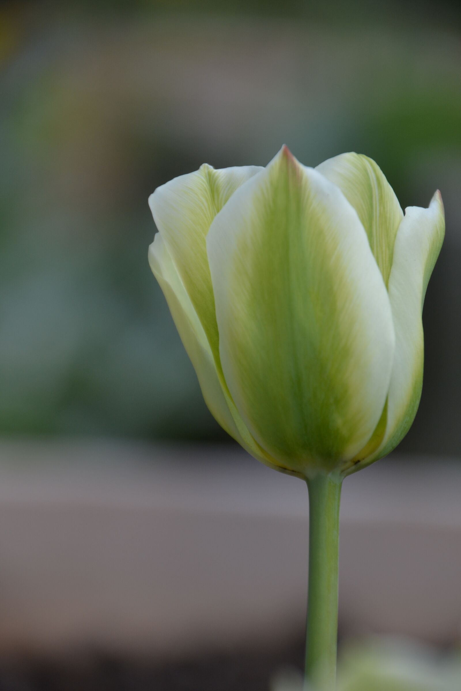 Nikon D3100 sample photo. Tulip, tulipa, spring photography