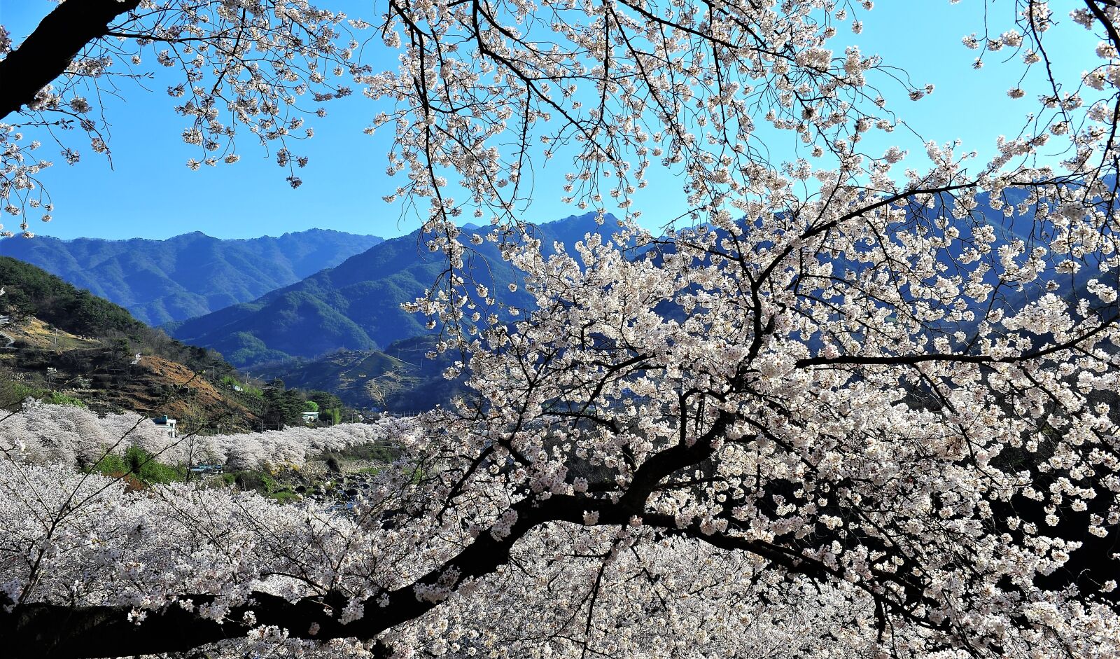 Nikon D3S sample photo. Cherry blossom, jiri, nature photography