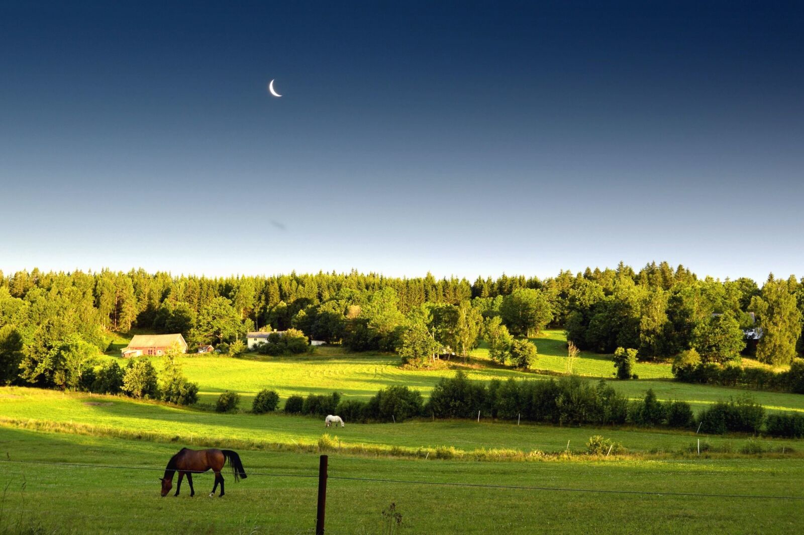 Nikon D3200 sample photo. Field, tree, horse, meadow photography