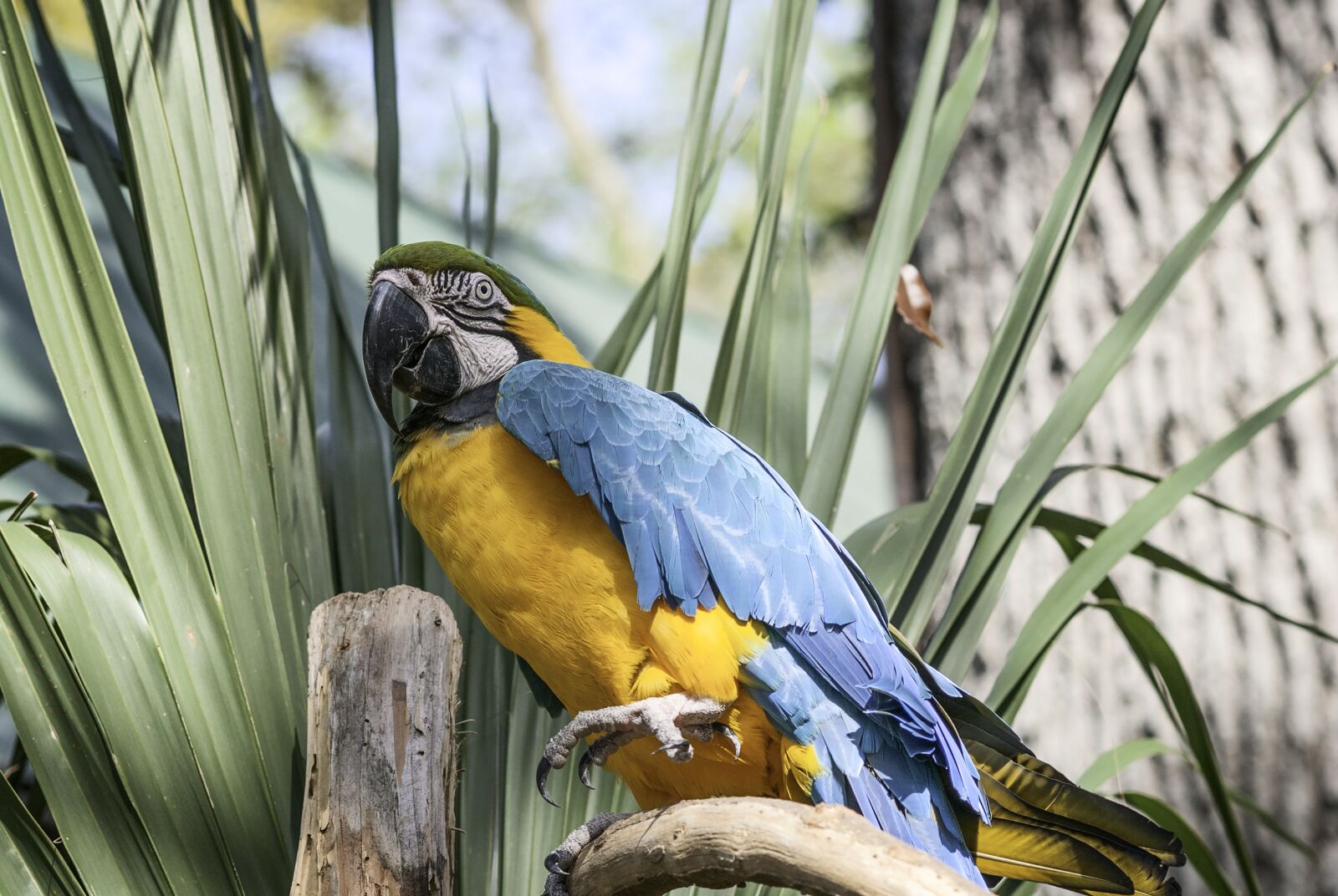 Nikon D300 sample photo. Parrot, blue, yellow photography