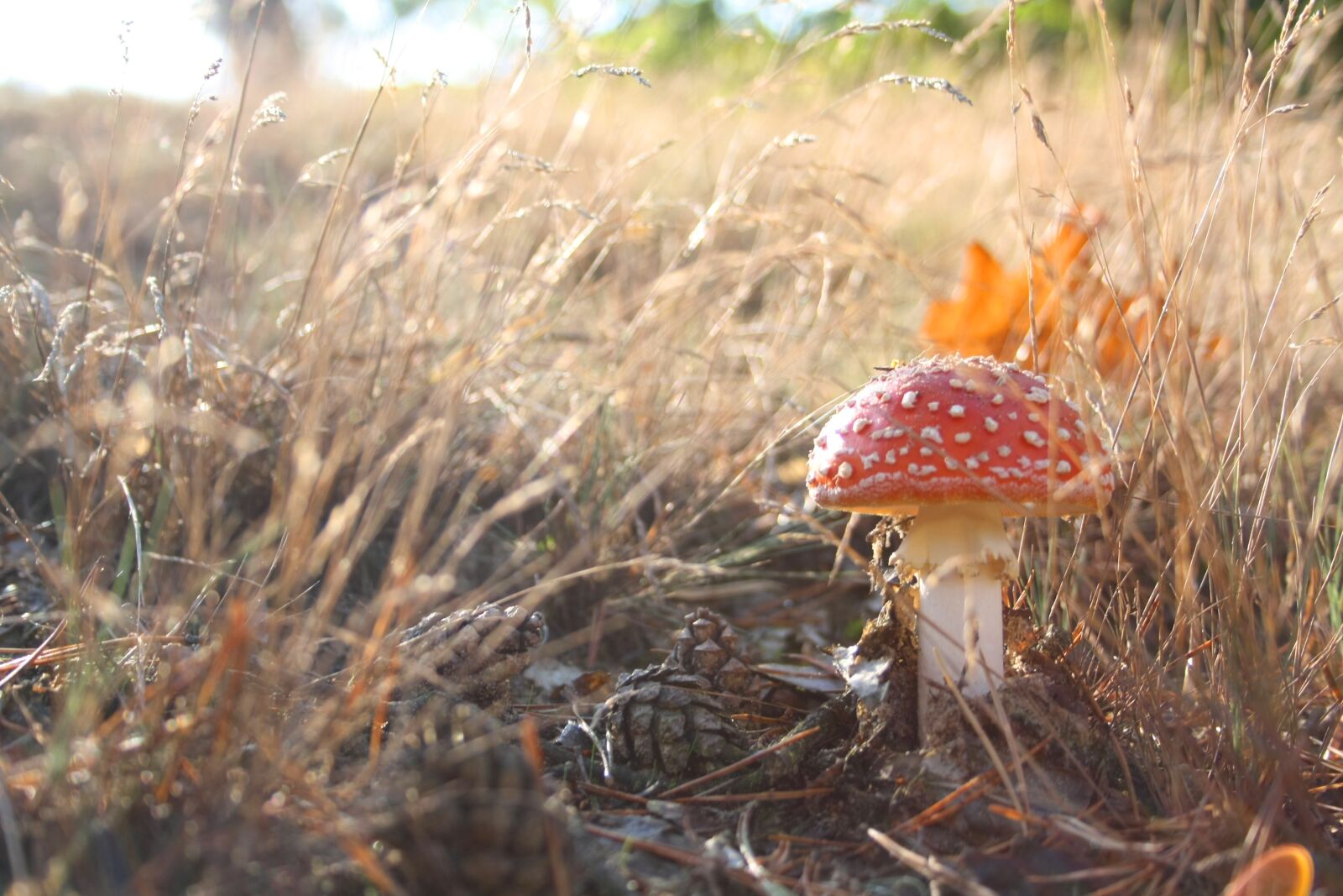 Canon EOS 1000D (EOS Digital Rebel XS / EOS Kiss F) sample photo. Restored, mushroom, nature photography