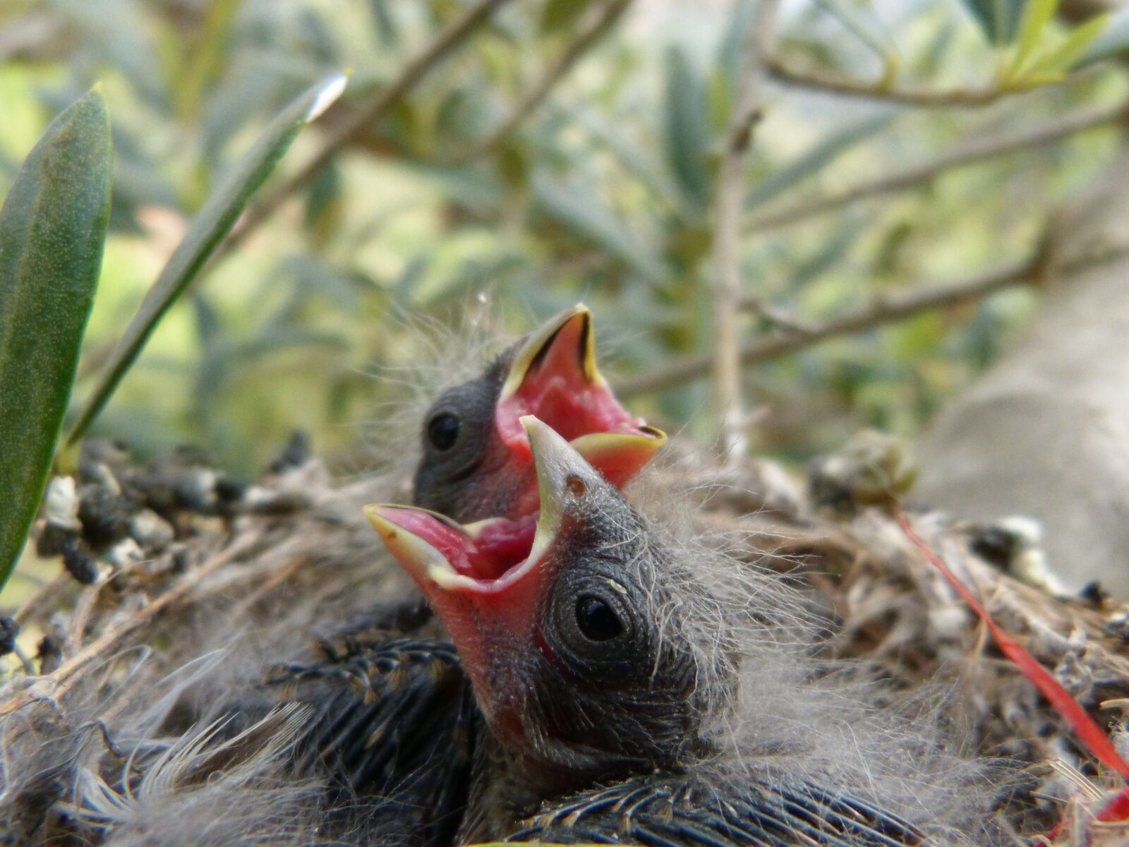 Panasonic DMC-FZ62 sample photo. Chick, breeding, nest photography