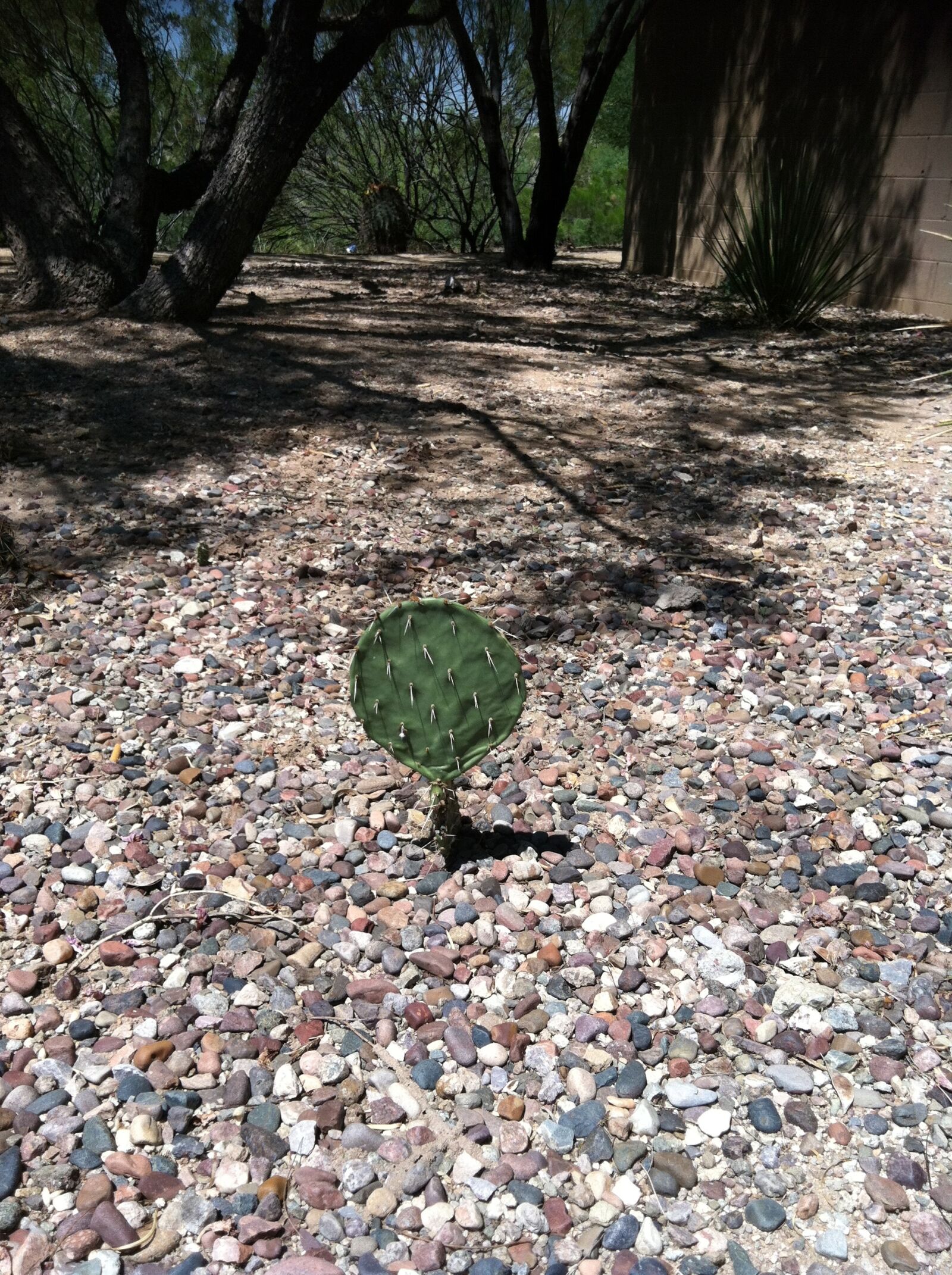 Apple iPhone 4 sample photo. Cactus, green, gravel photography
