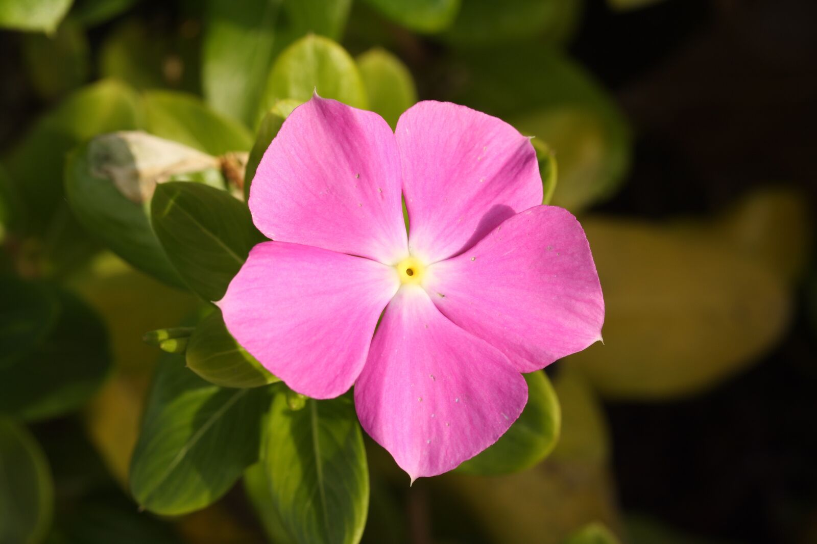 Canon EOS 40D sample photo. Flower, pink, purple photography