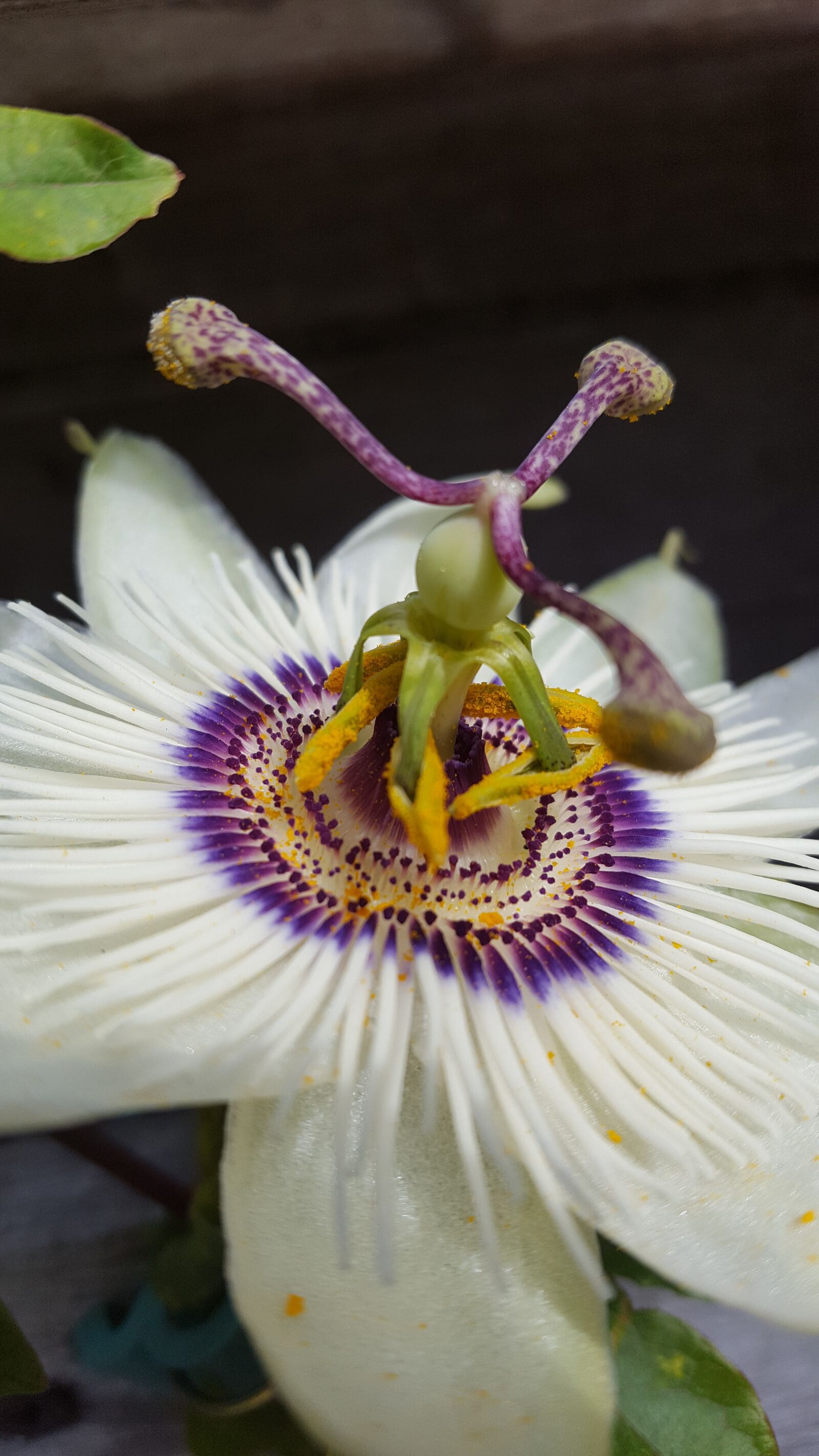 Samsung GALAXY S6 edge sample photo. Nature, flower, passiflora photography