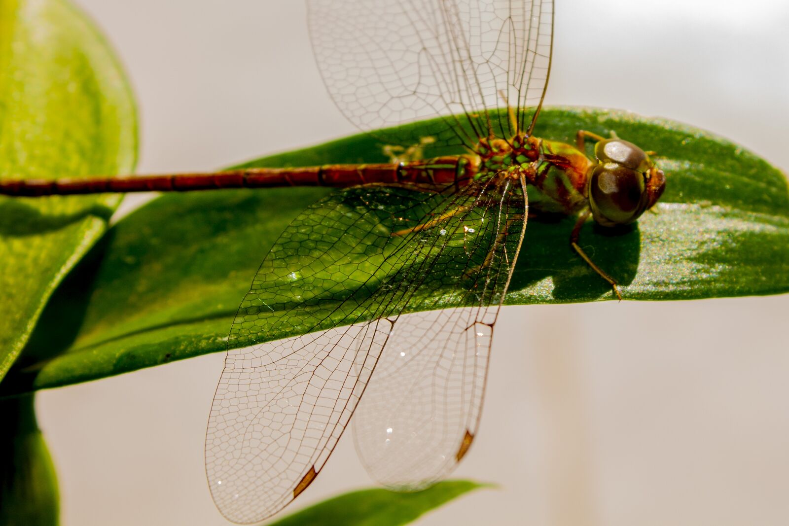 Canon EOS 1100D (EOS Rebel T3 / EOS Kiss X50) sample photo. Insect, nature, leaf photography