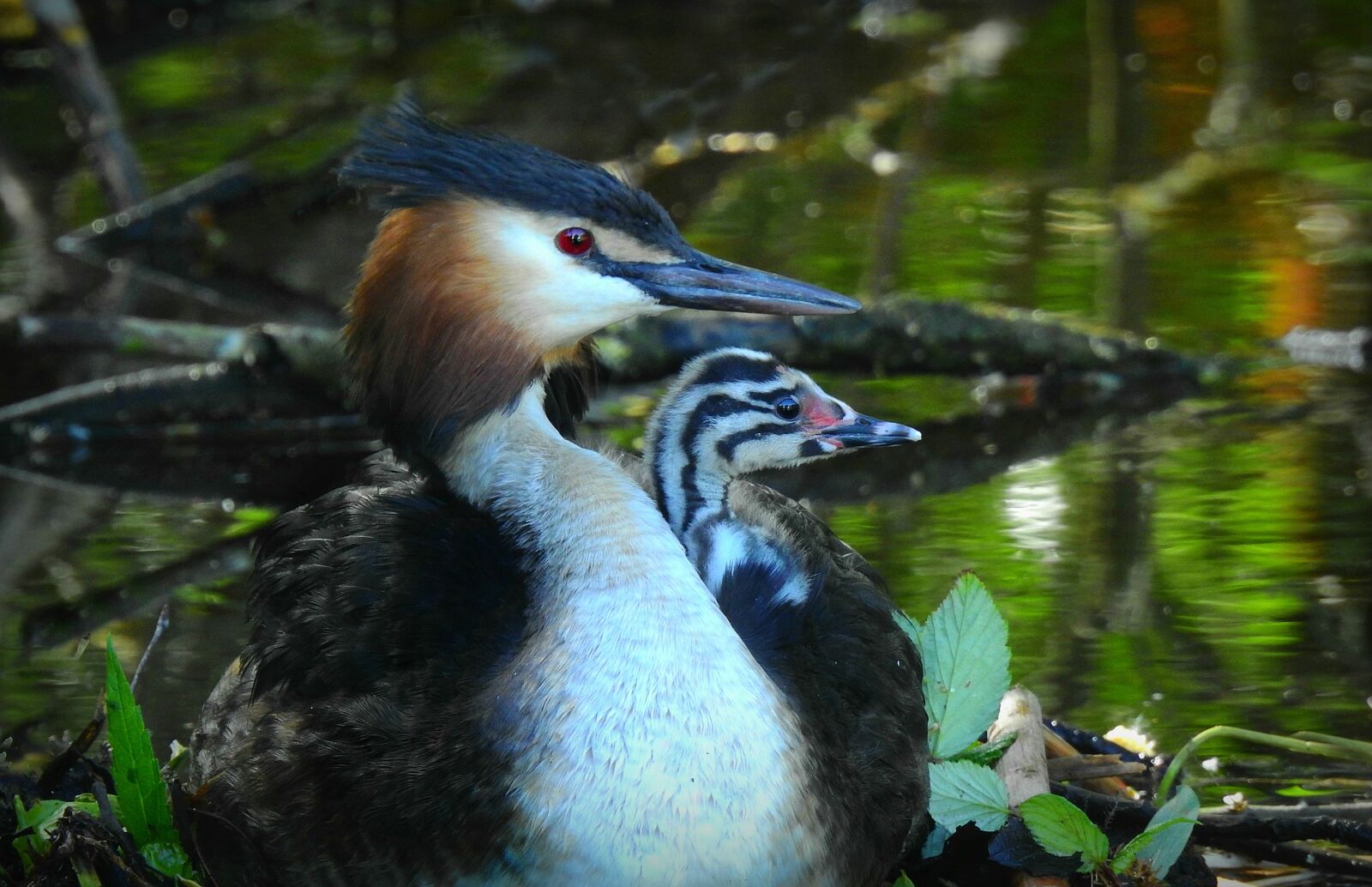 Nikon Coolpix P900 sample photo. Great crested grebe, water photography