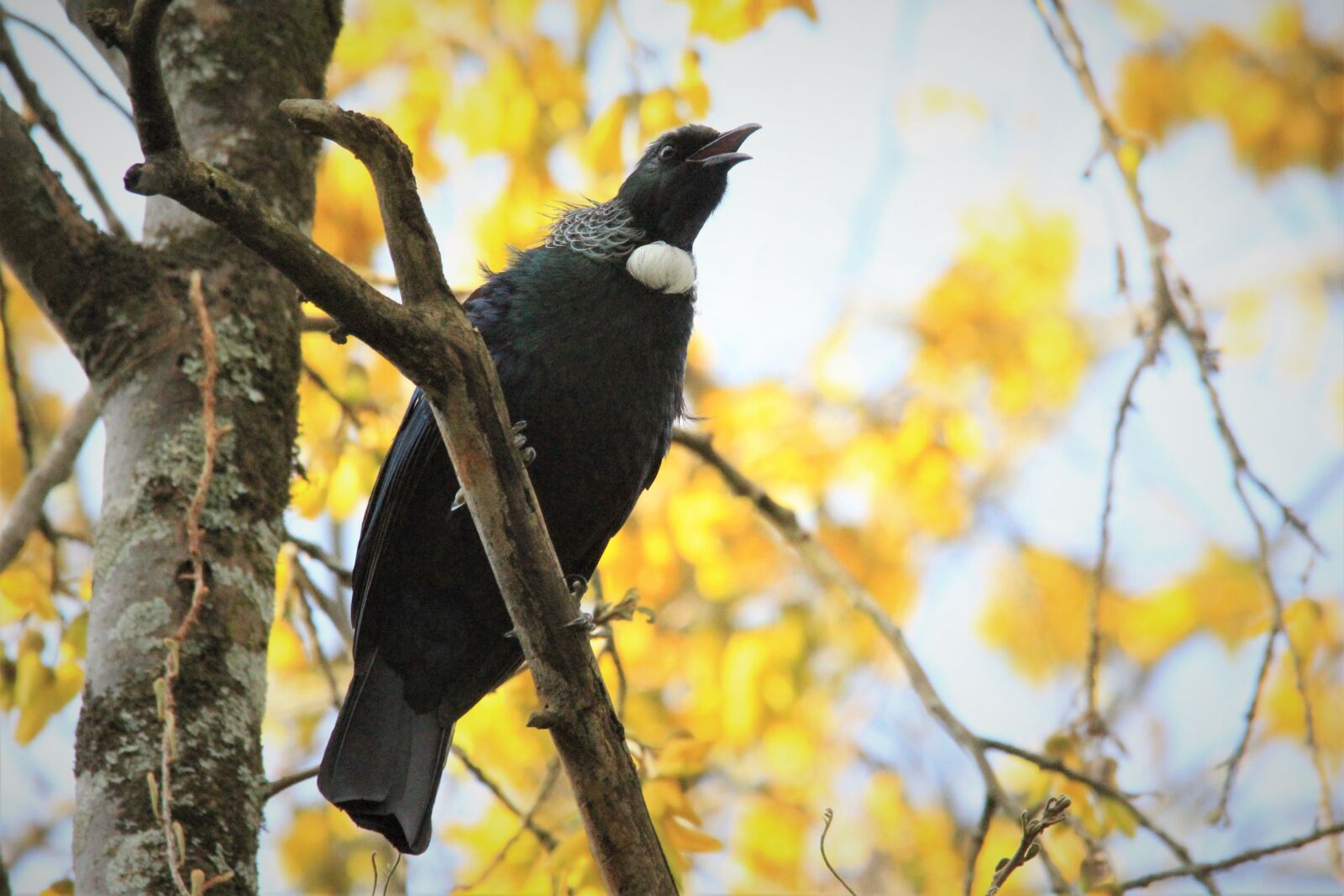 Canon EOS 60D sample photo. Tui, kowhai tree, nectar photography