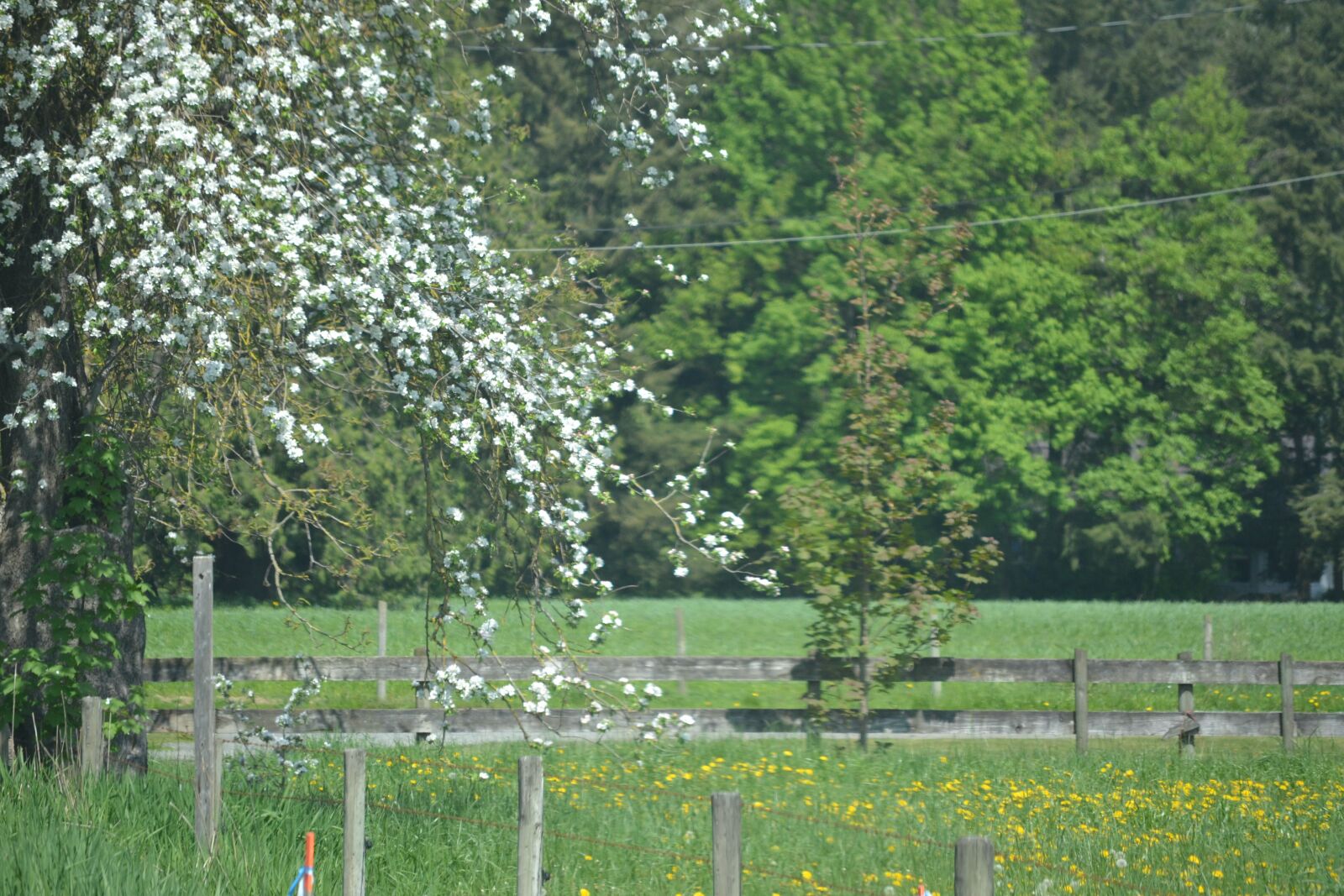 Nikon D3100 sample photo. Field, tree, fence photography