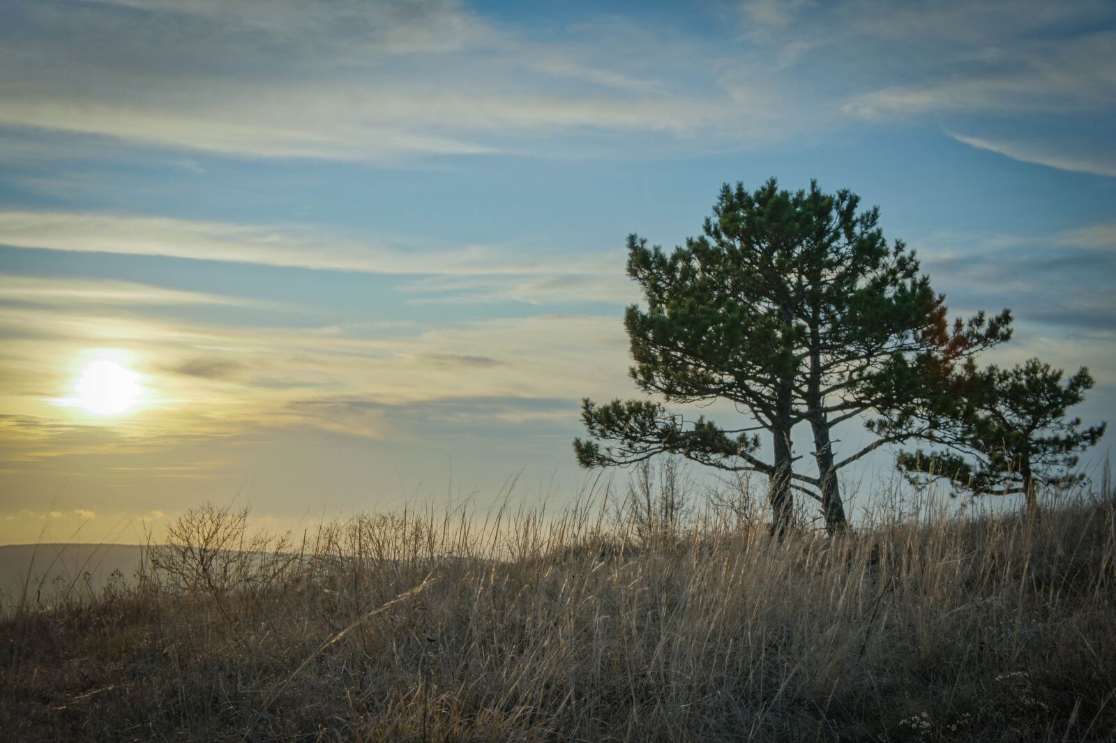 Sony Alpha NEX-5 sample photo. Tree, sun, sunset photography
