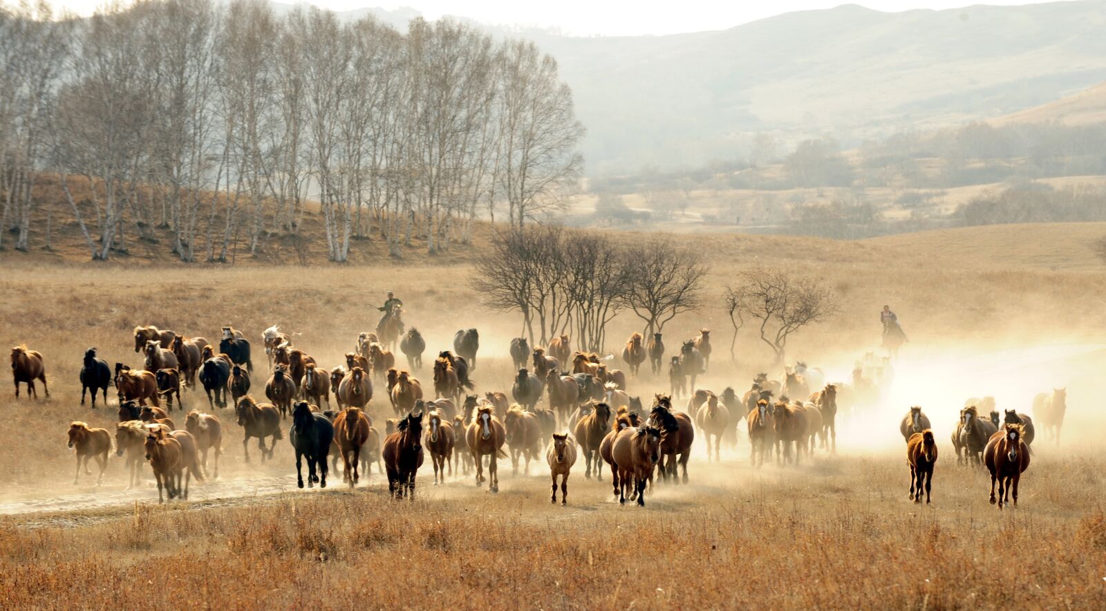 Nikon D3 sample photo. Scenery, prairie, pet photography
