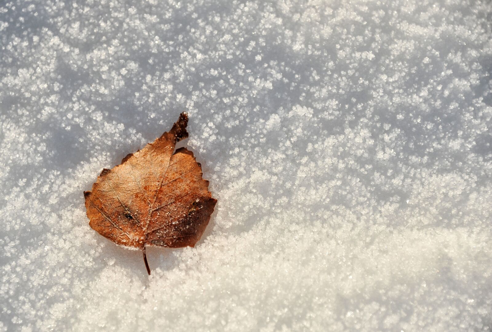 Nikon D3S sample photo. Winter, season, frost photography