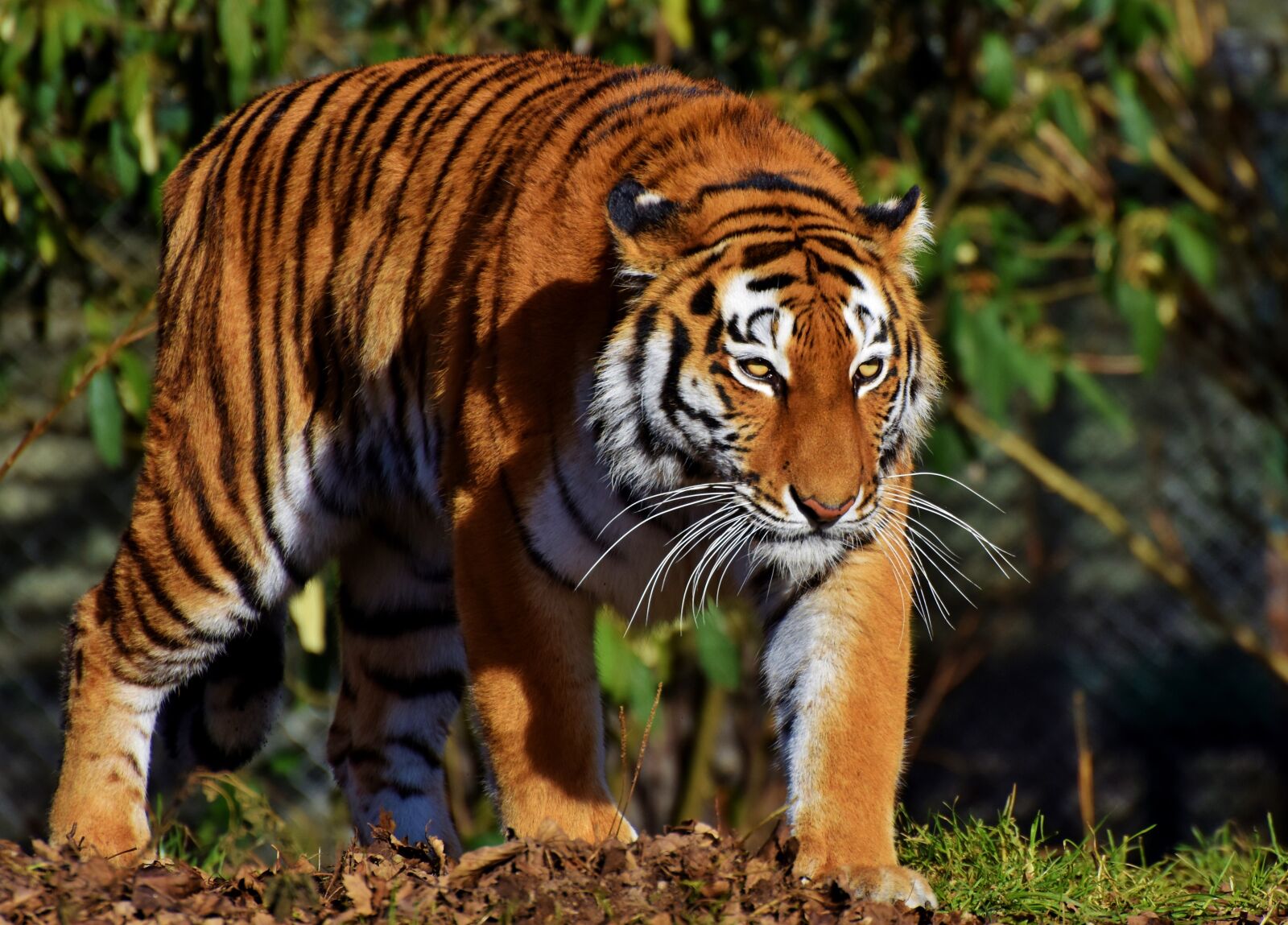 Nikon D7200 sample photo. Tiger, big cat, predator photography