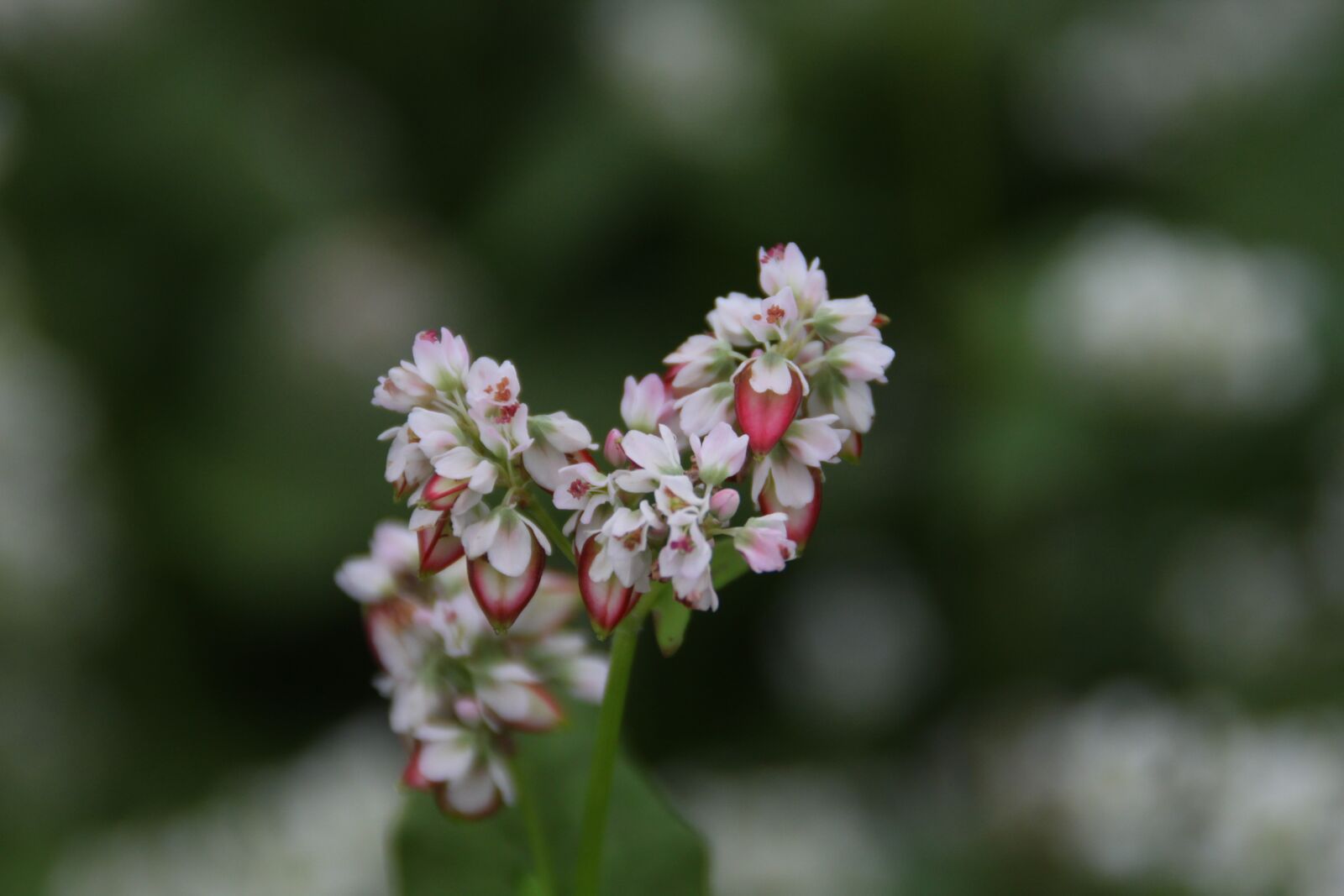 Canon EOS 500D (EOS Rebel T1i / EOS Kiss X3) sample photo. Flowers, memilkkot, buckwheat photography